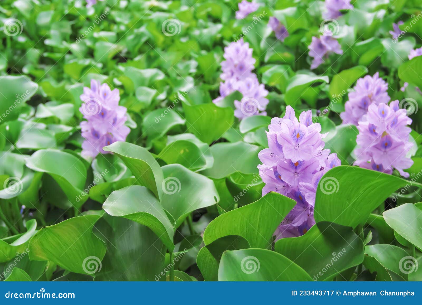 purple flower of floating water hyacinth eichornia crassipes in the river