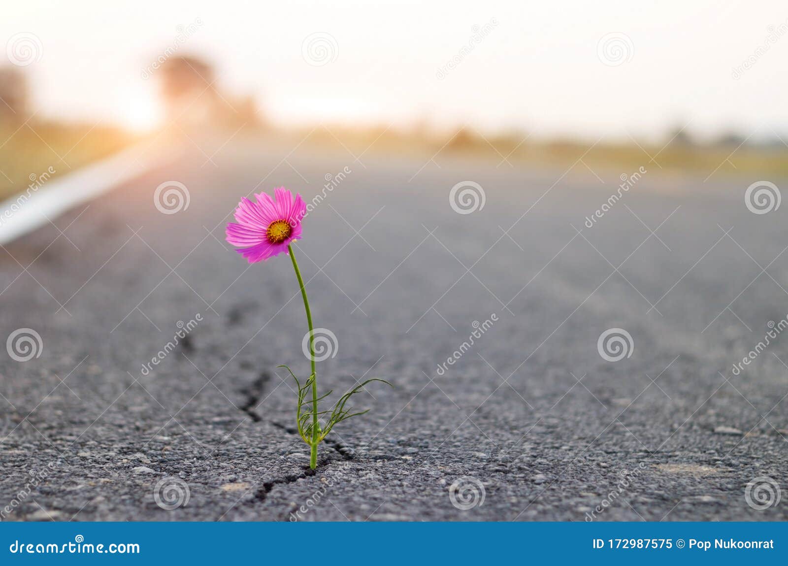 close up, purple flower growing in crack street background