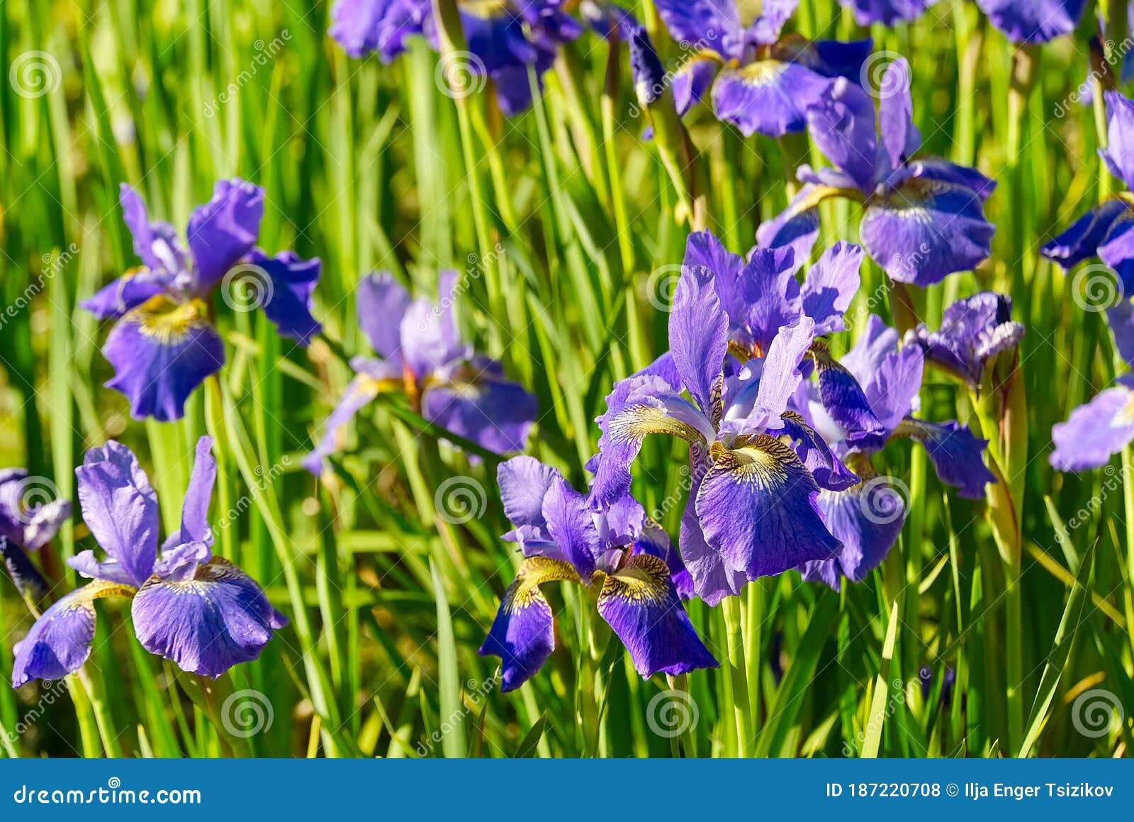 Close Up of Purple Japanese Iris Flowers. Blue Flower Irises- Nature ...