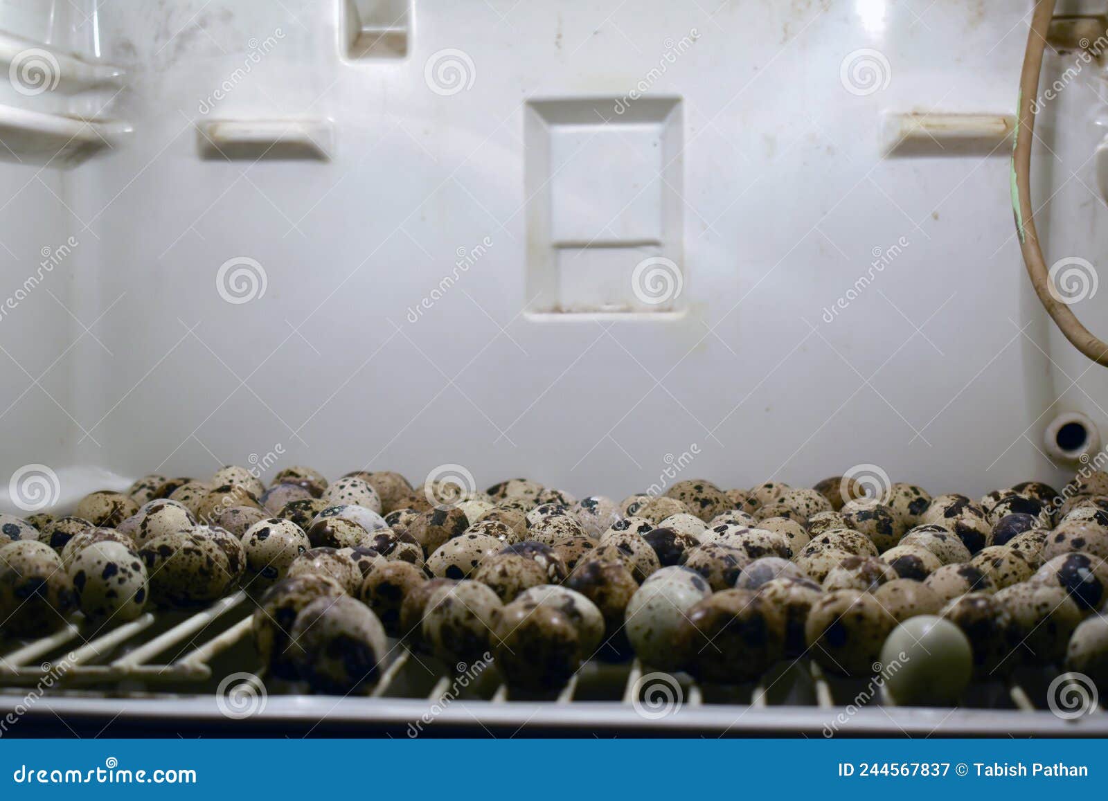 Close Up of Quail Eggs in an Incubator Stock Image Image of