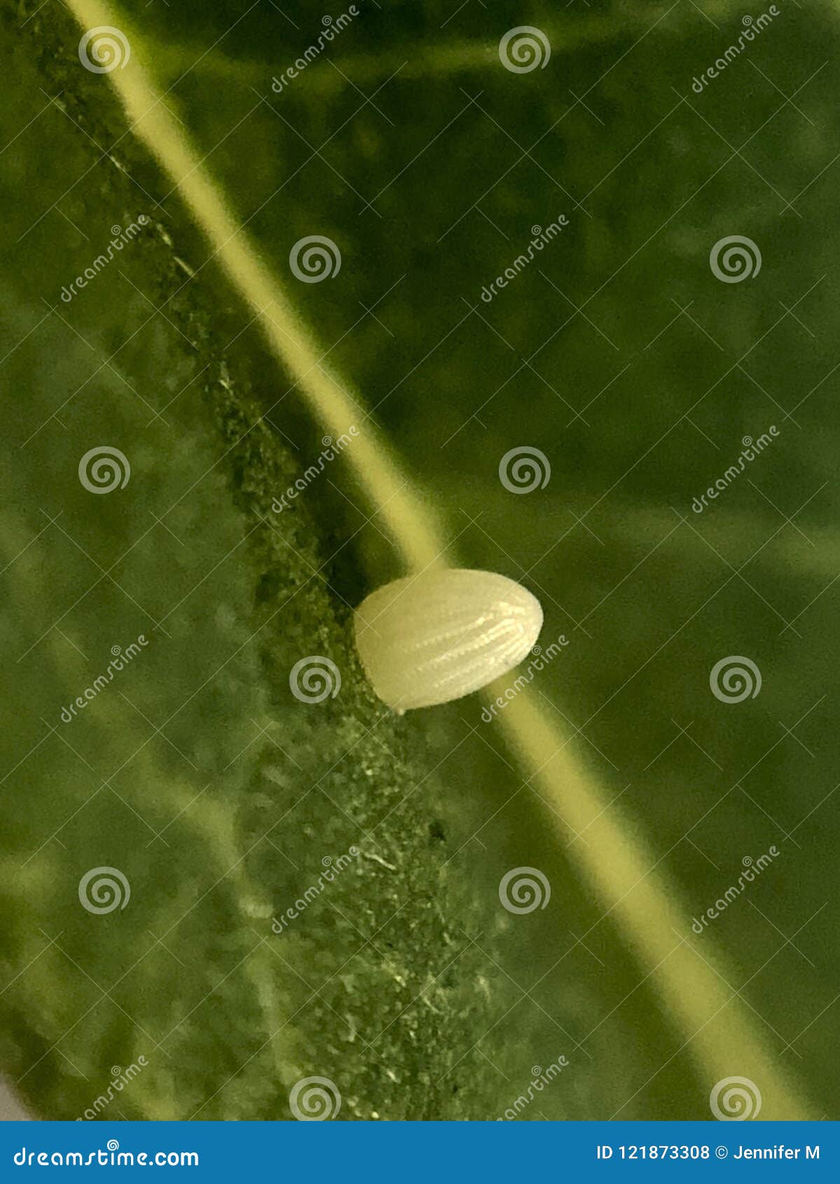 Queen butterfly egg stock photo. Image of close, pollinator 121873308