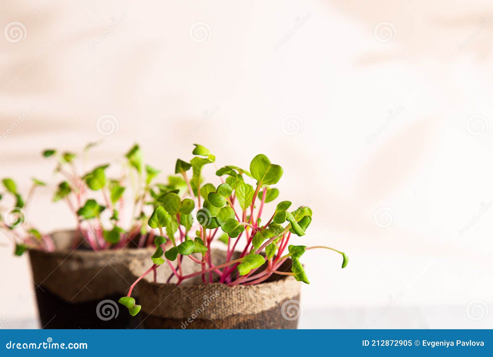 close-up of a radish microgreen. self-cultivation of micro-greenery at home. growing seedlings. organic farming,