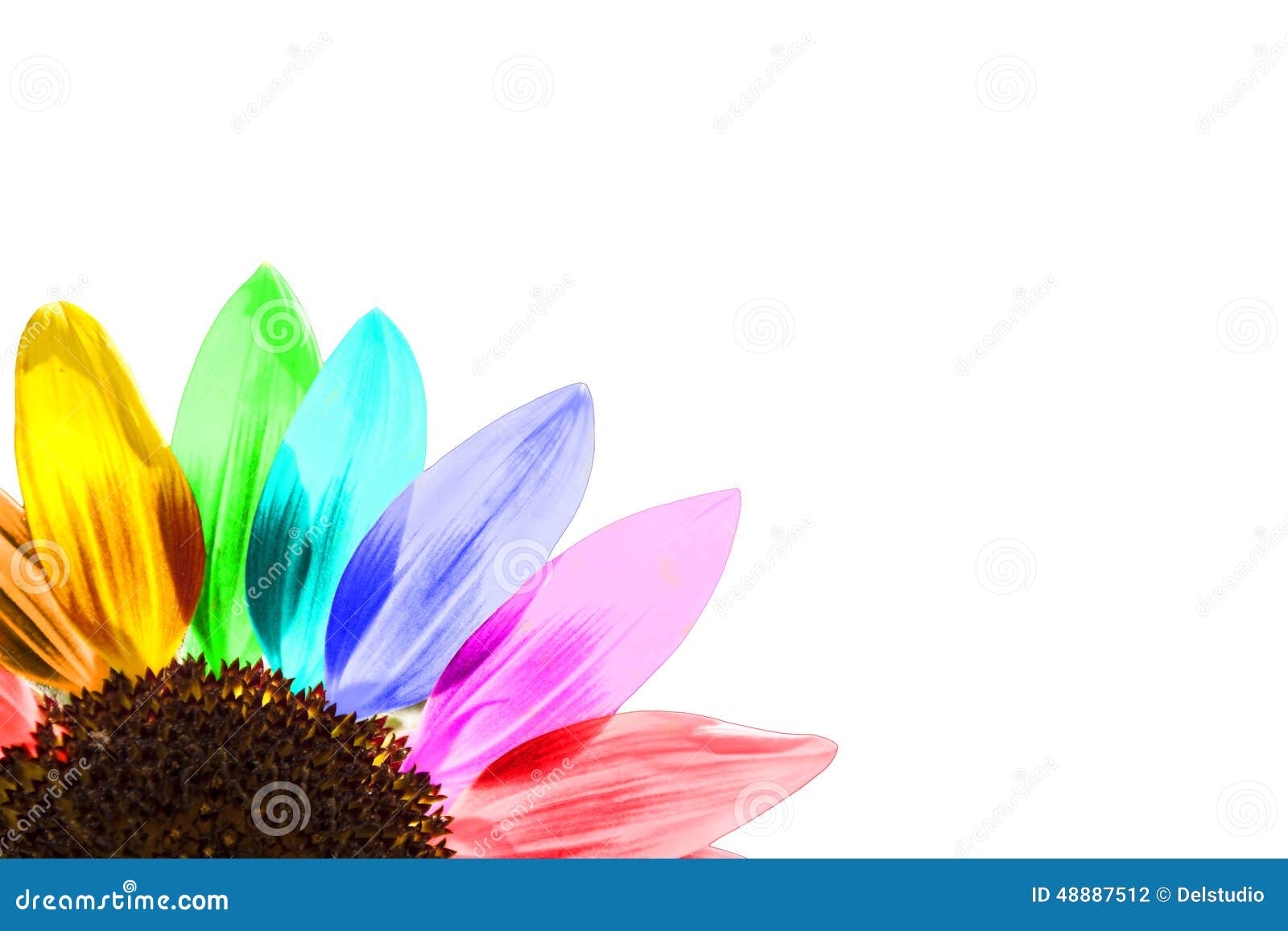 Close Up of a Rainbow Colored Sunflower Stock Photo Image of printing