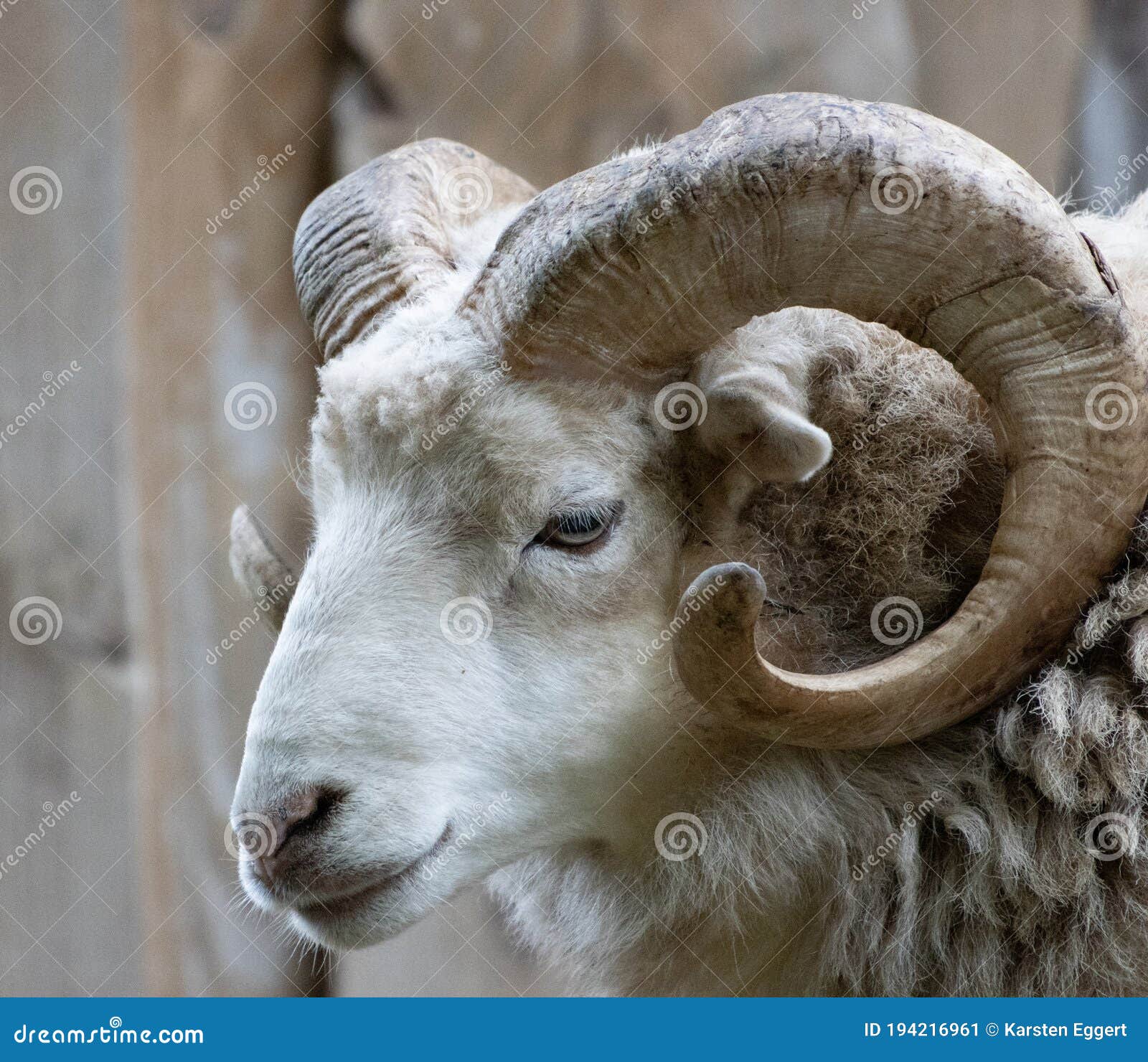 Closeup of a Ram with Its One Powerful Horn Stock Image Image of front, horn 194216961