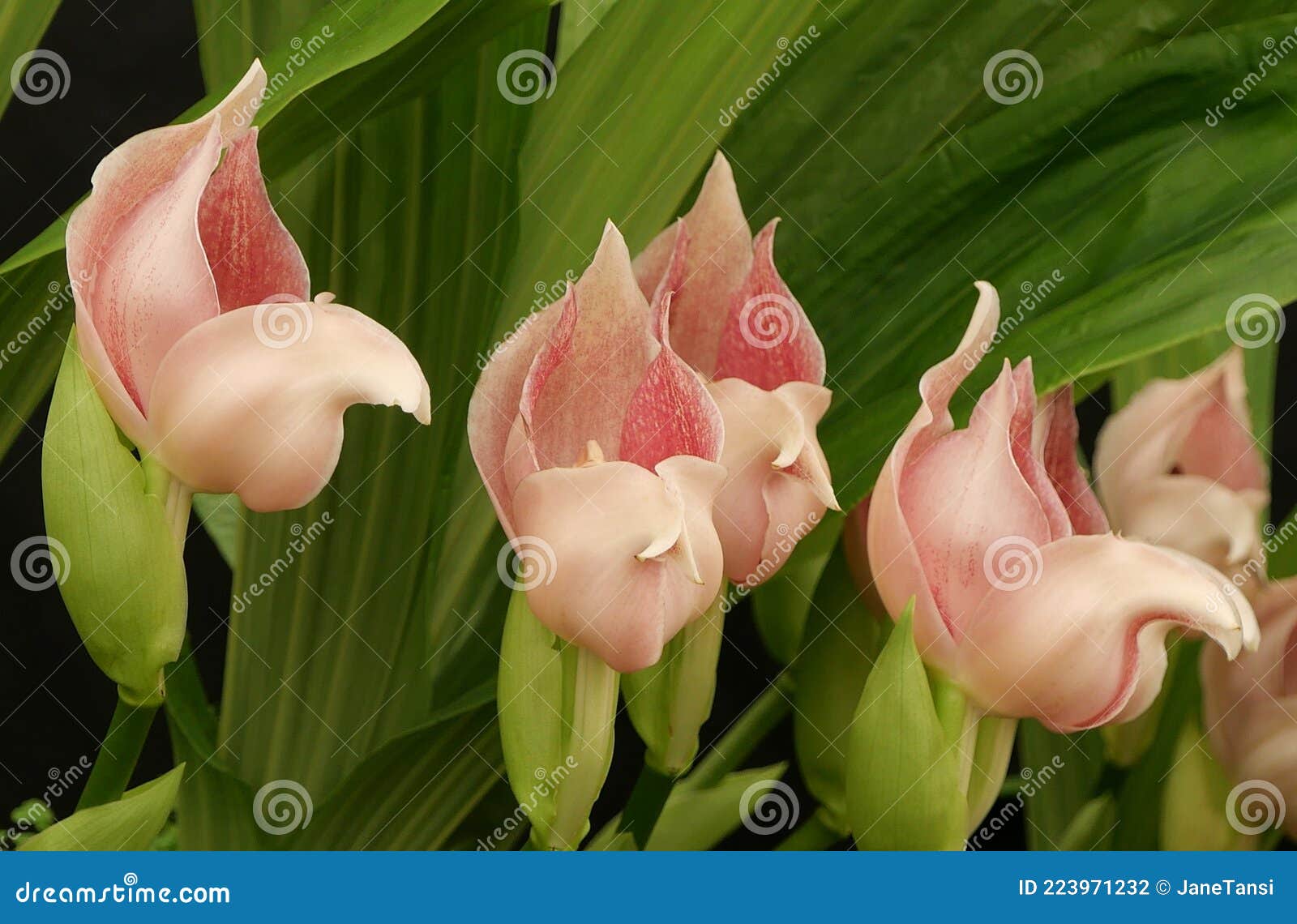 close up of rare soft pink anguloa orchids and foliage
