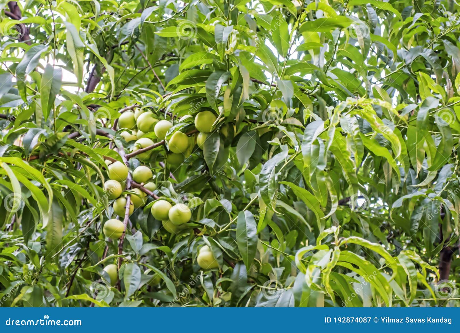 Raw Nectarine Fruit on Tree Branches Stock Image Image of food, fruit