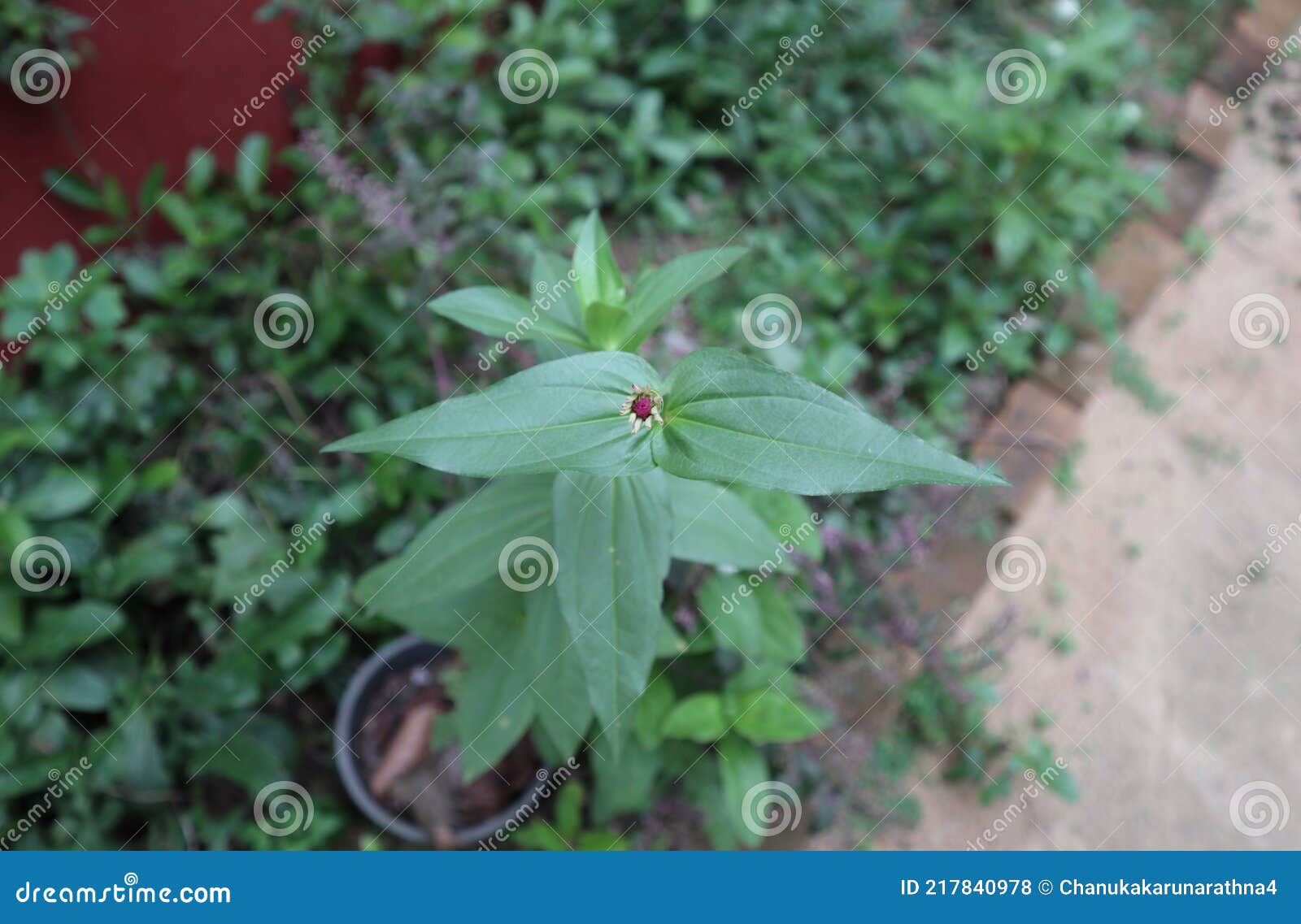 Overhead View of an almost Ready To Bloom Zinnia Flower Bud Stock Photo