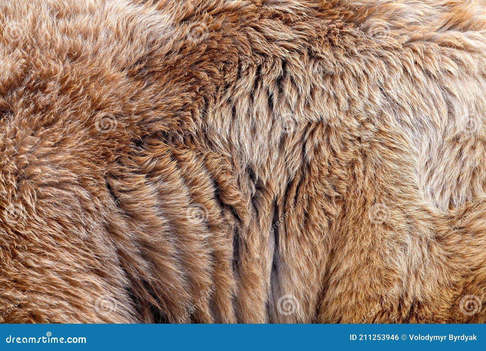 Bear Fur Texture