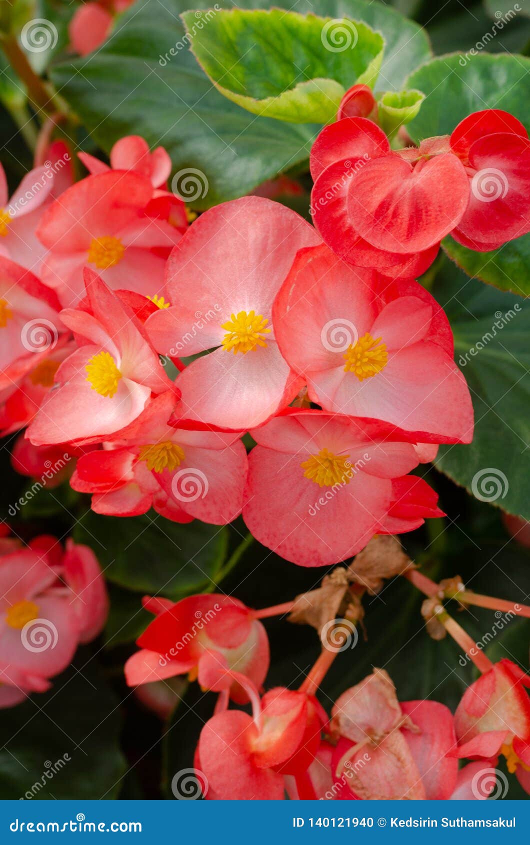 Close Up of Red Begonia Cucullata or Wax Begonia Stock Photo - Image of  flora, close: 140121940