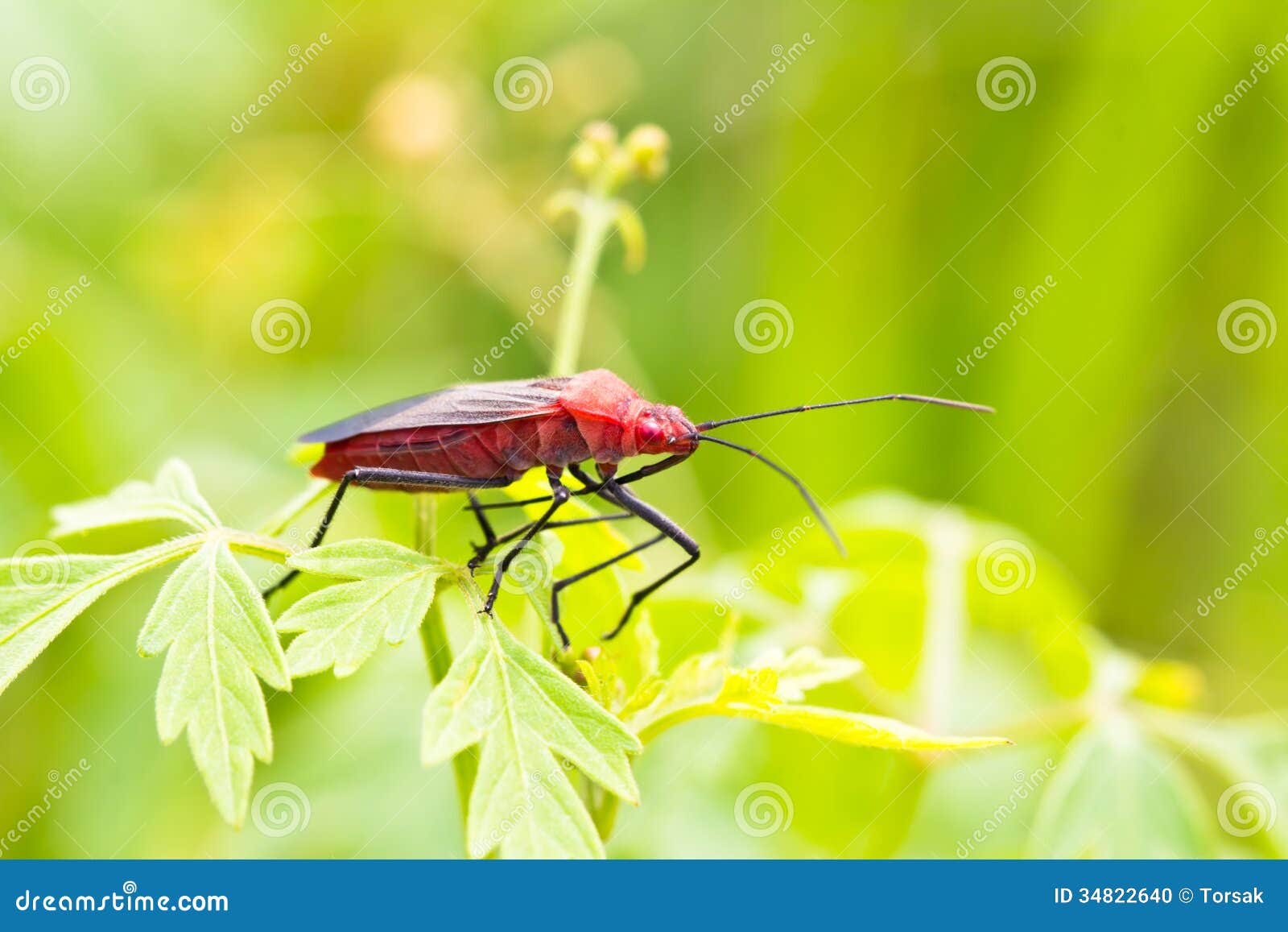 Close up of red bug or Catacanthus incarnatus on leaves