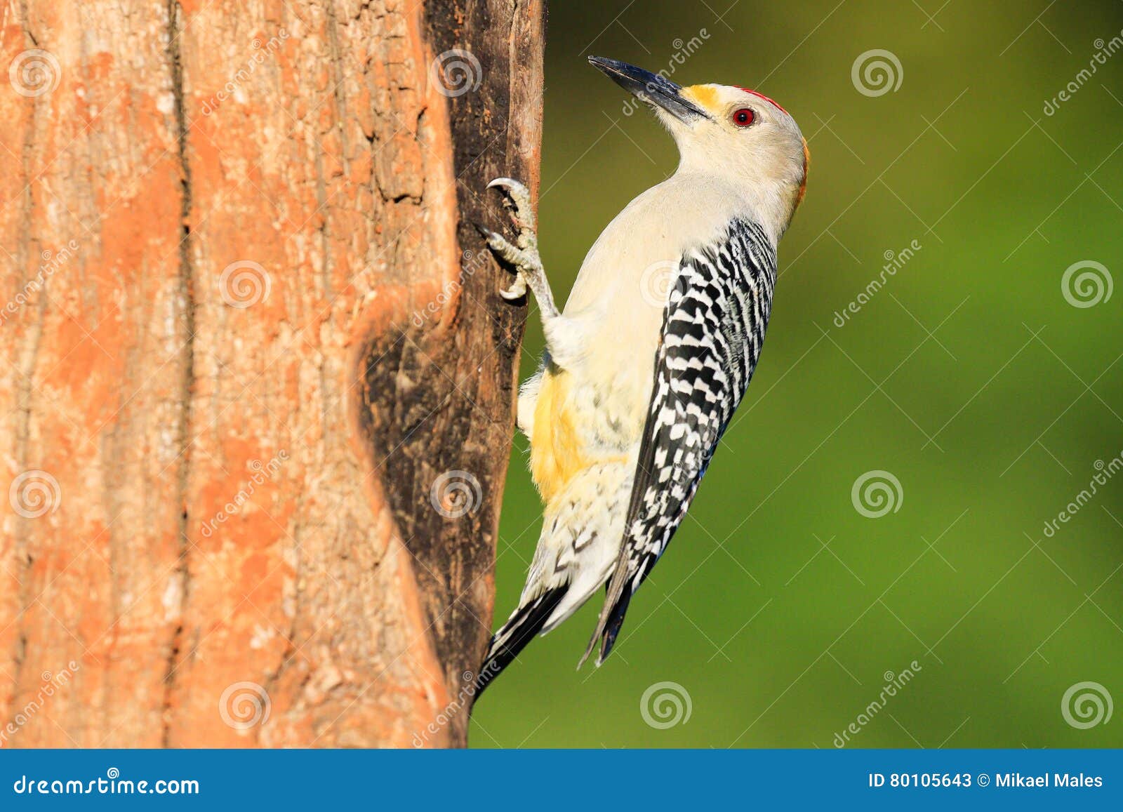 Red-crowned Woodpecker On Dry Bamboo Royalty-Free Stock Photography