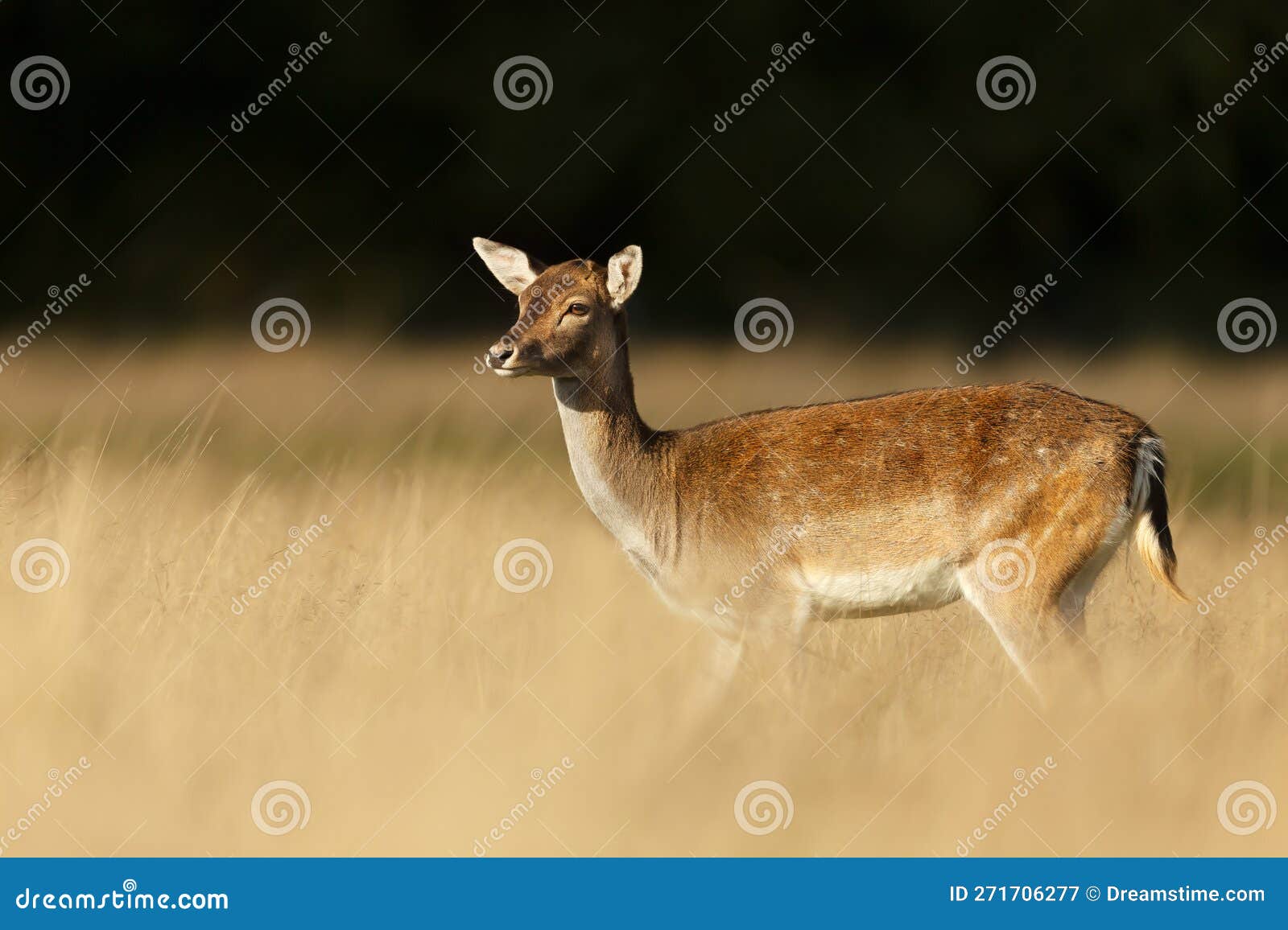 Close Up of a Red Deer Hind in Autumn Stock Image Image of cervus, elaphus 271706277