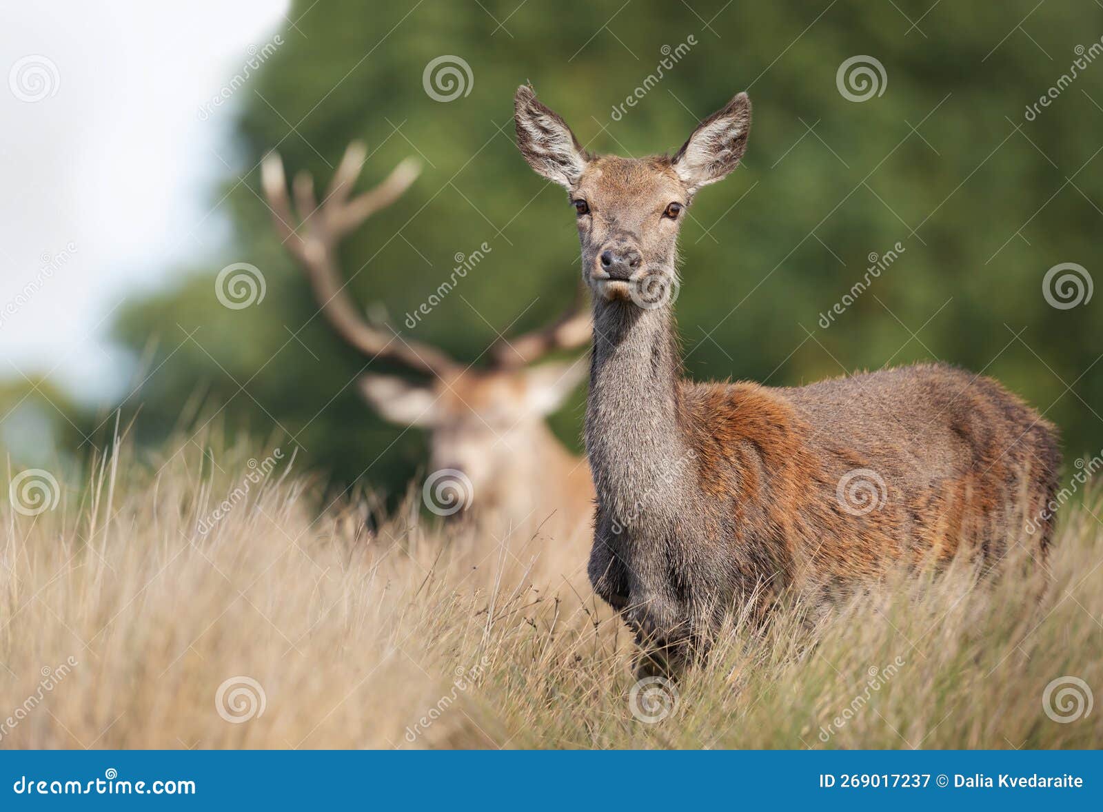 Close Up of a Red Deer Hind in Grass Stock Image Image of portrait, cervus 269017237