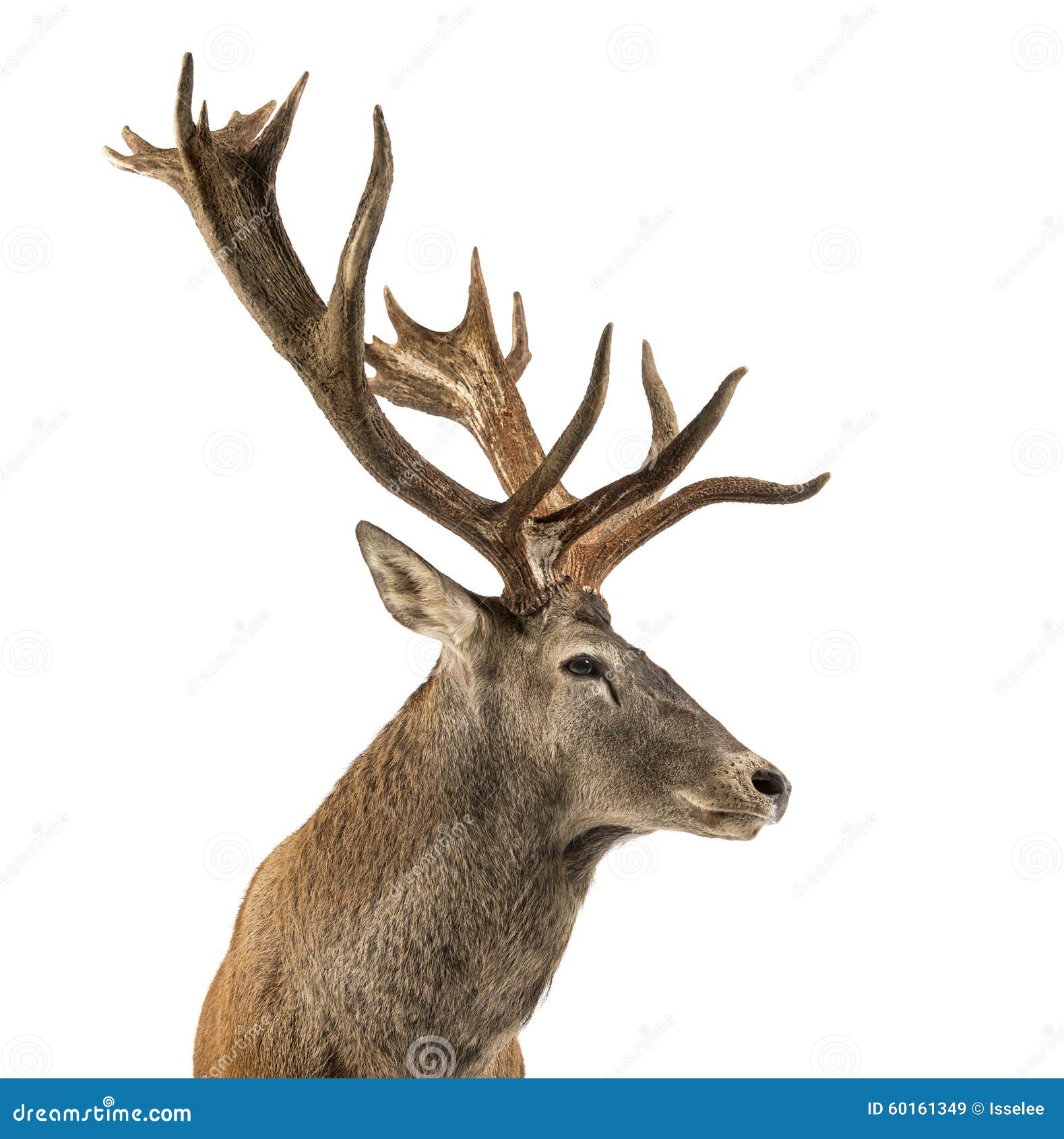 close-up of a red deer stag