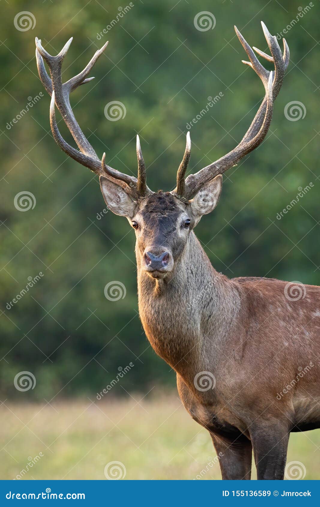 deer head front view