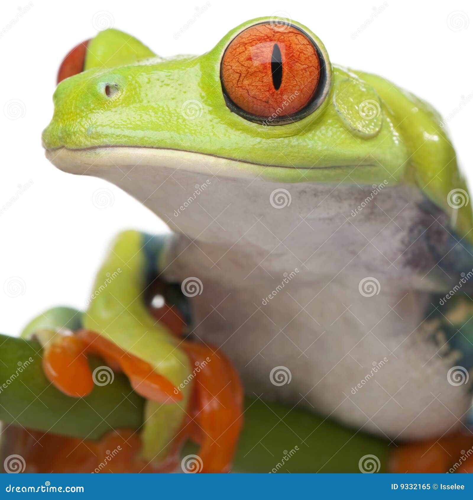close-up on a red-eyed tree frog - agalychnis call