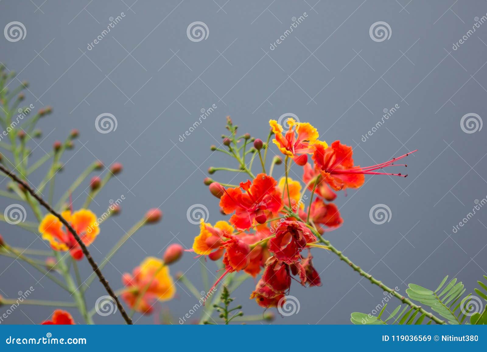 Red Flamboyant flower stock image. Image of floral, delicate - 119036569