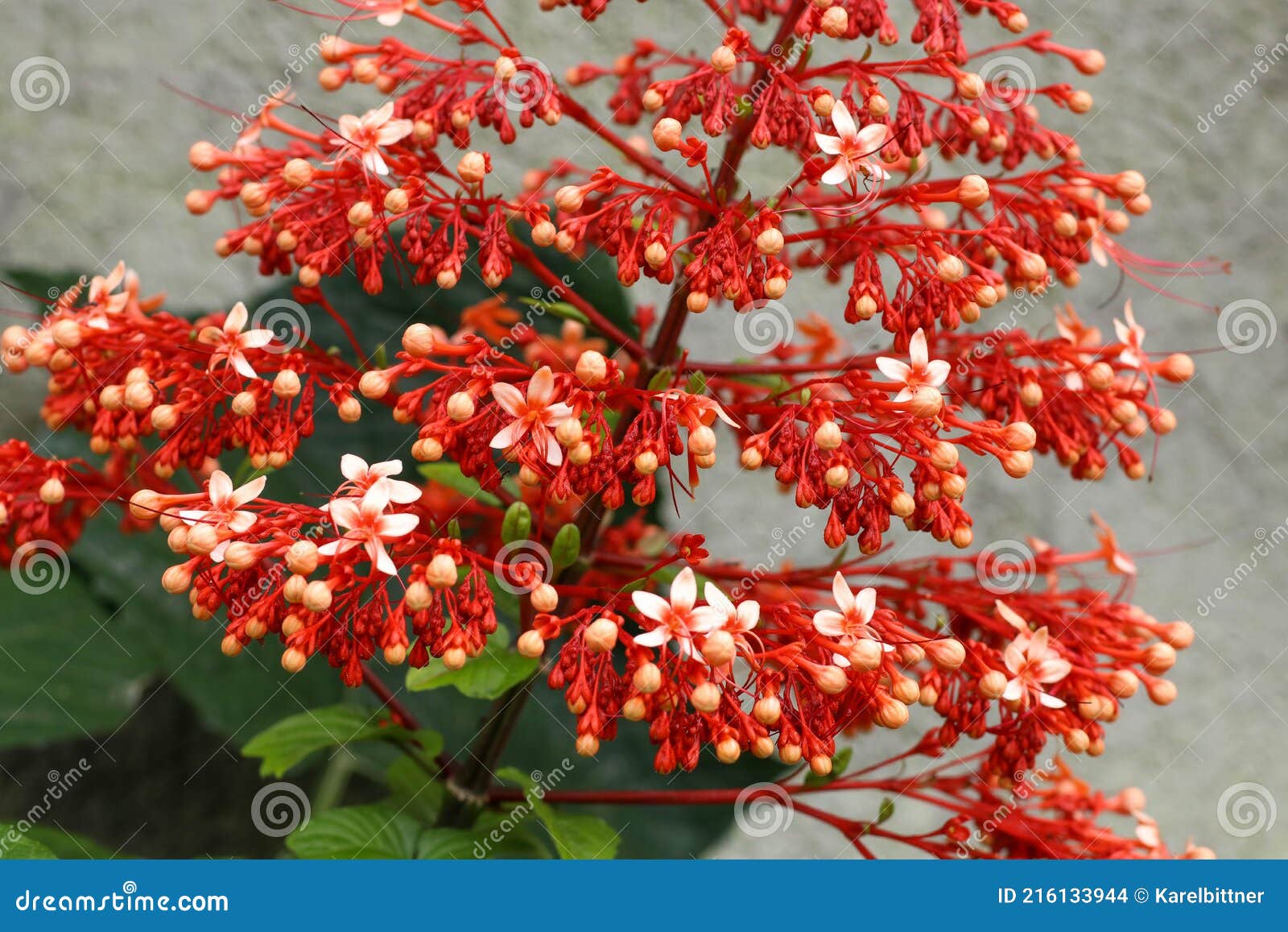 Close Up Red Flowers of Clerodendrum Paniculatum or Pagoda Flower Taken in  Flores, Indonesia Stock Photo - Image of asia, tropical: 216133944