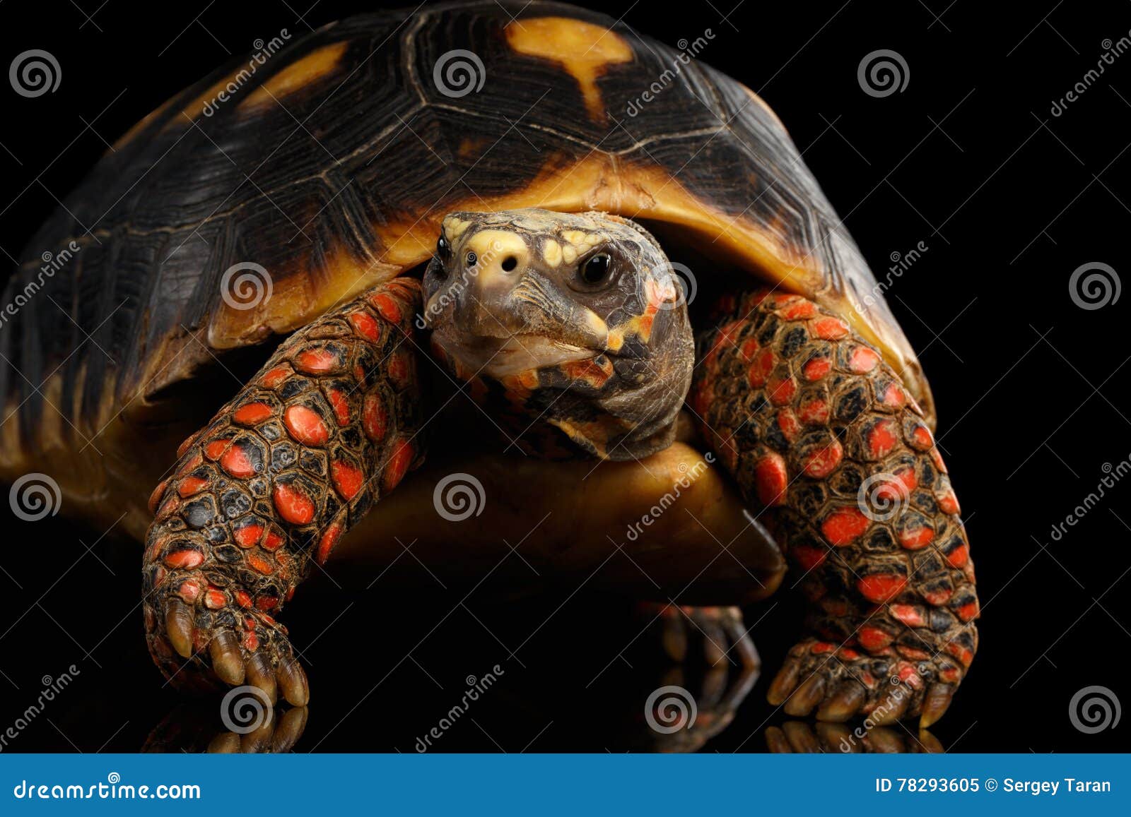 close-up of red-footed tortoises, chelonoidis carbonaria,  black background