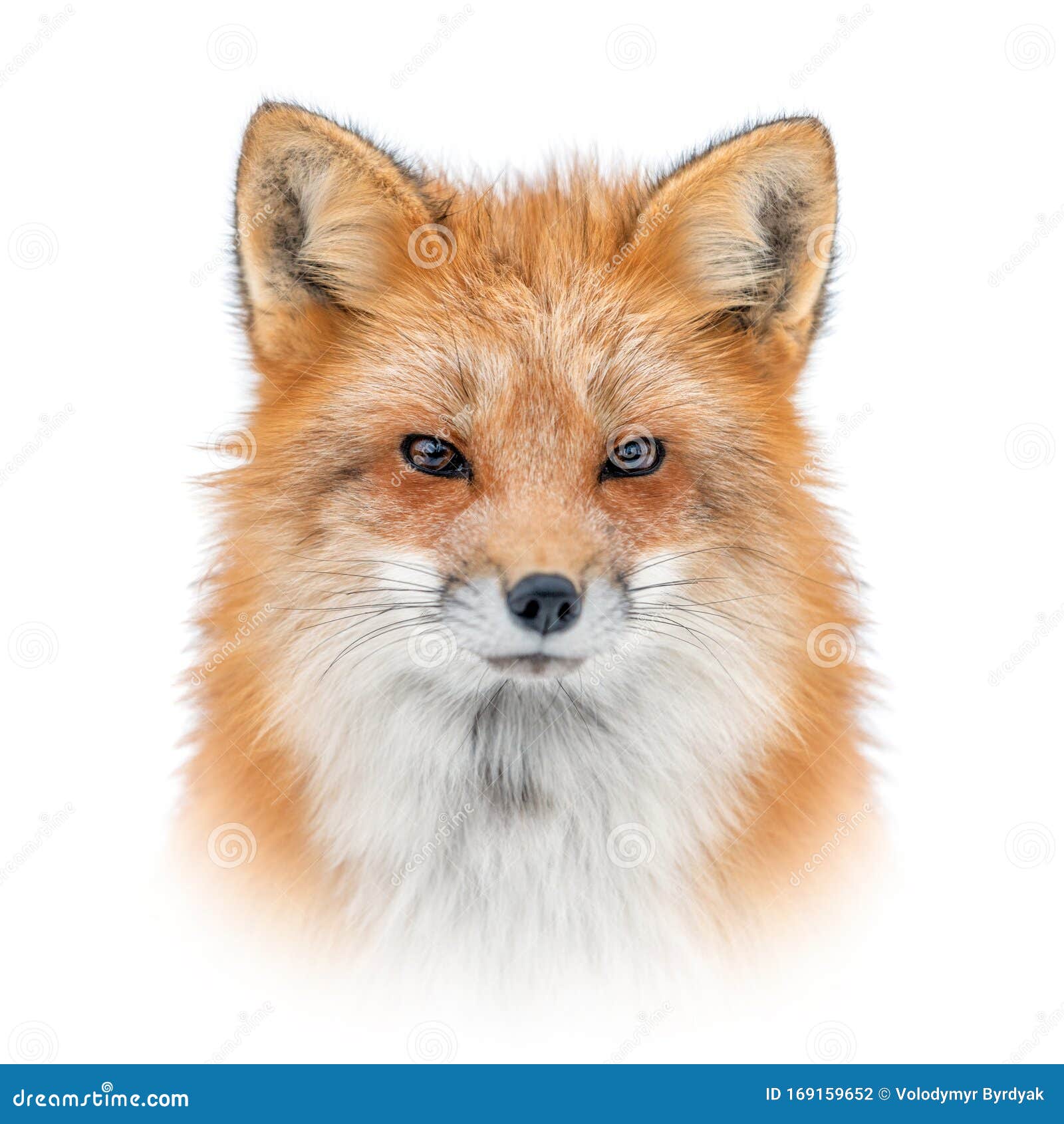 Fox Red Fox AnimalStock Photo. Fox Red Fox Animal Head Close-up