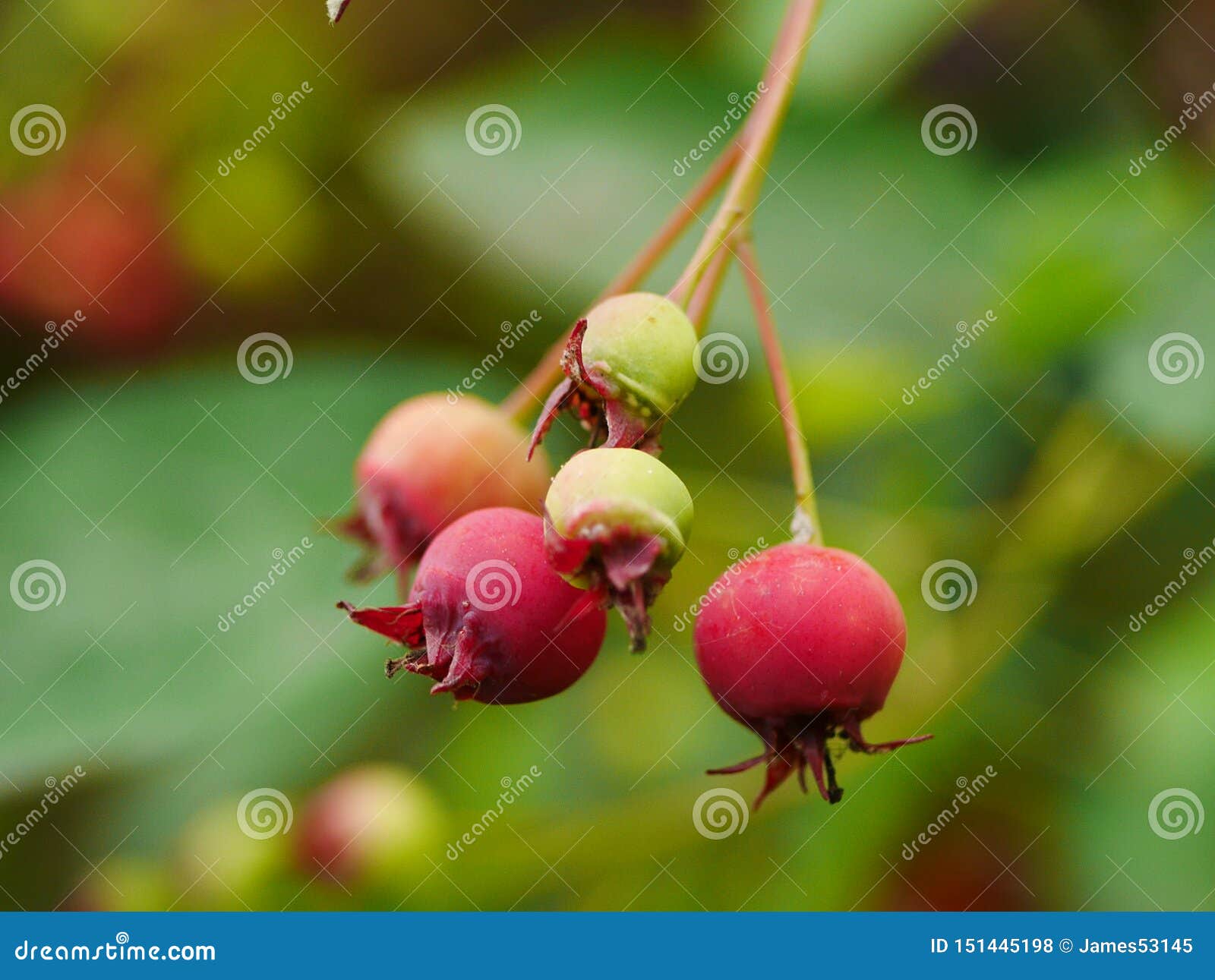 amelanchier canadensis fruits