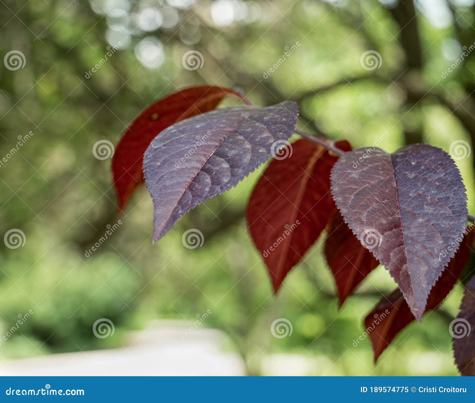 Close Up With The Red Leaves Of Prunus Cerasifera Known By The Common