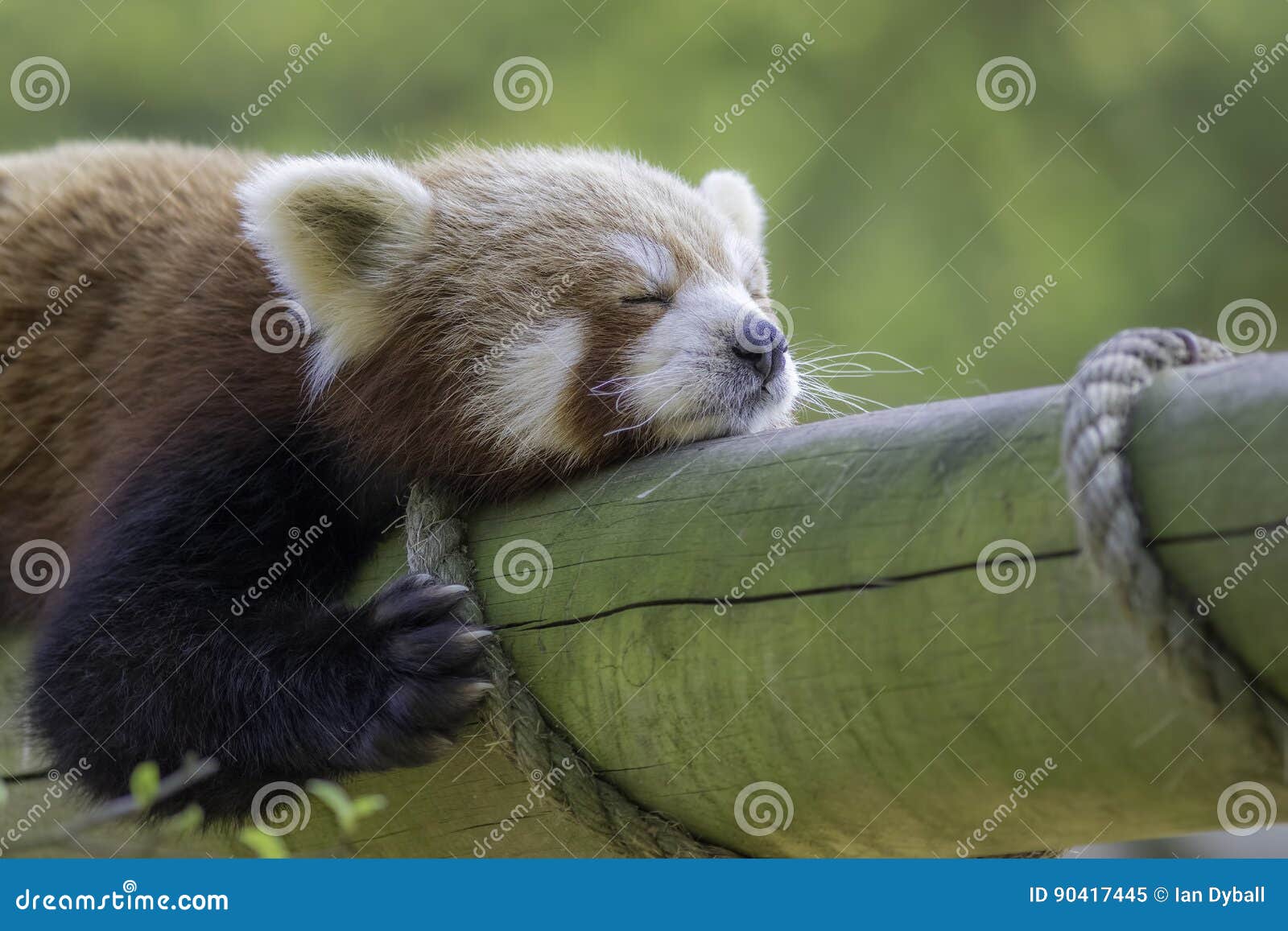 close up of a red panda sleeping. exhausted cute animal