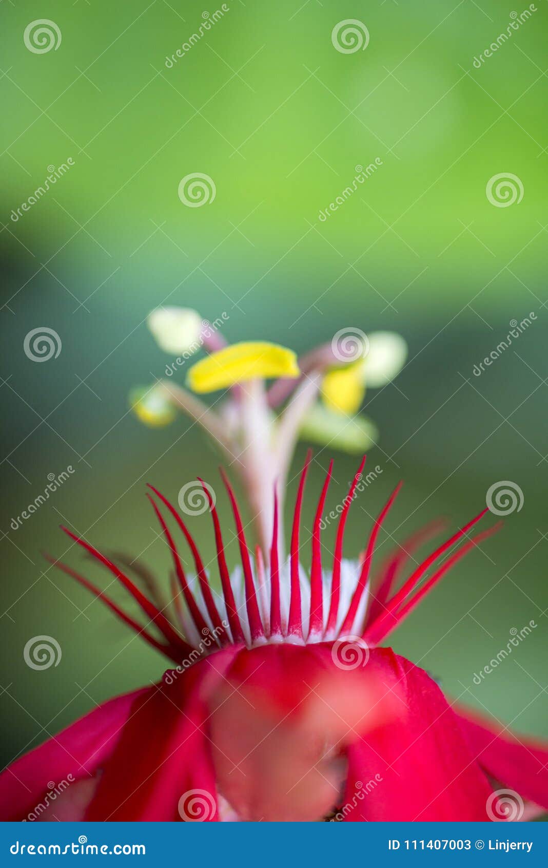 Close Up of Red Passion Flower Stock Image Image of bloom, beautiful