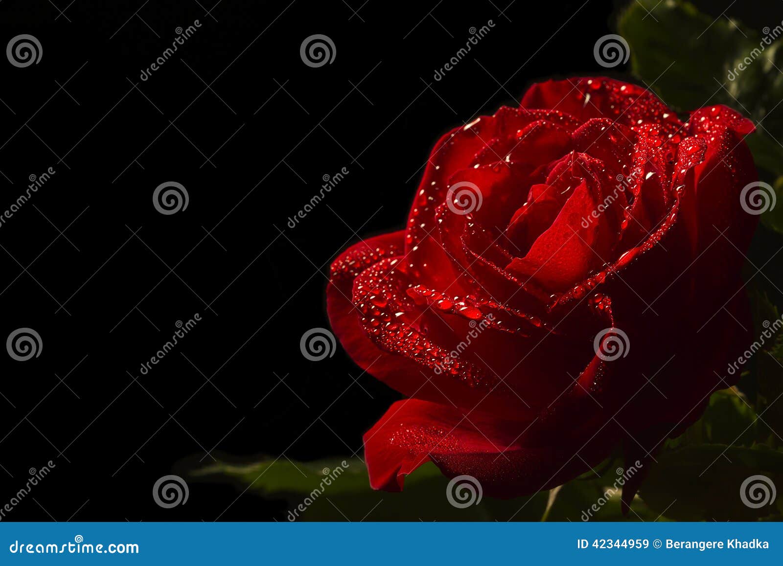 62,502 Red Rose Black Background Stock Photos - Free & Royalty-Free Stock Photos from Dreamstime 62,502 Red Rose Black Background Stock Photos - Free & Royalty-Free Stock Photos from Dreamstime