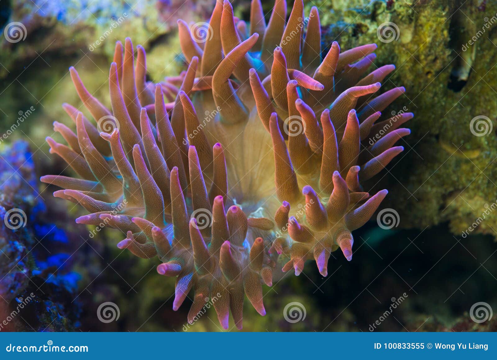 Close Up of Red Bubble Tip Anemone Stock Image - of ocean, natural: 100833555