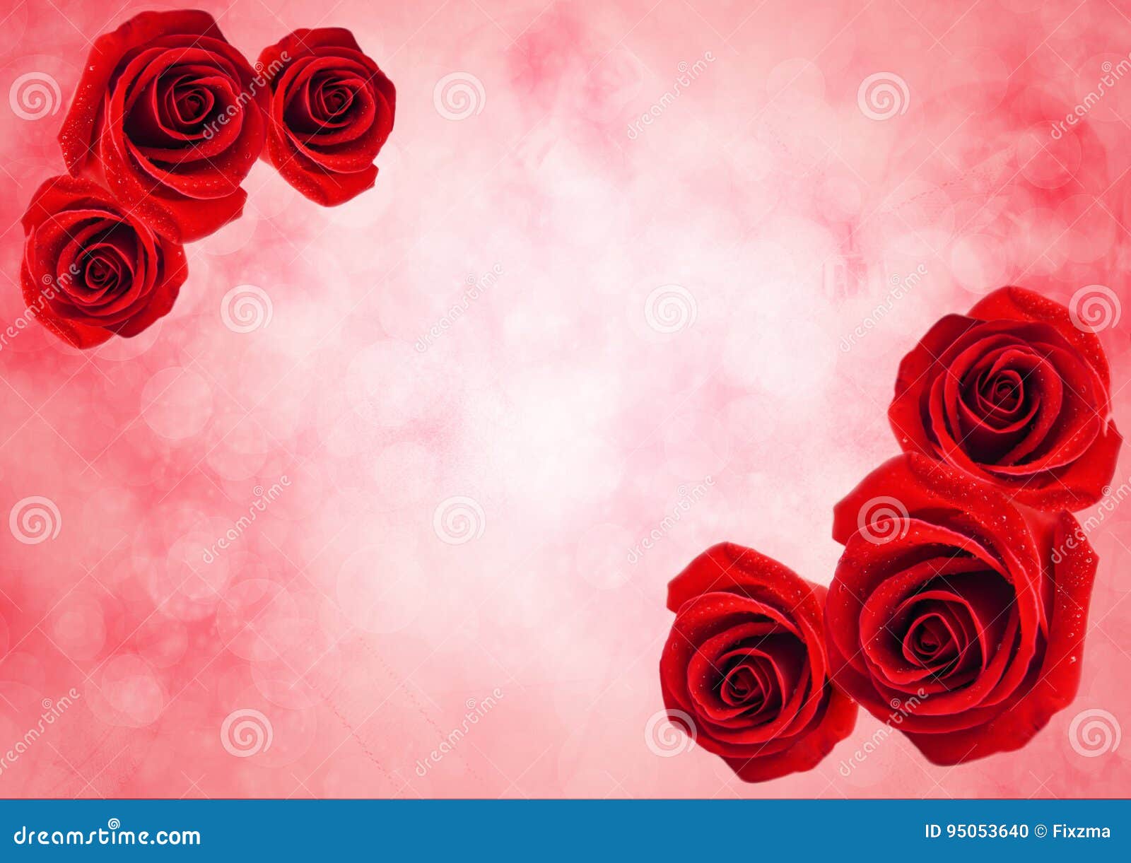 Close Up of Red Rose Flower with Bokeh Light Background Stock Photo - Image  of decor, abstract: 95053640