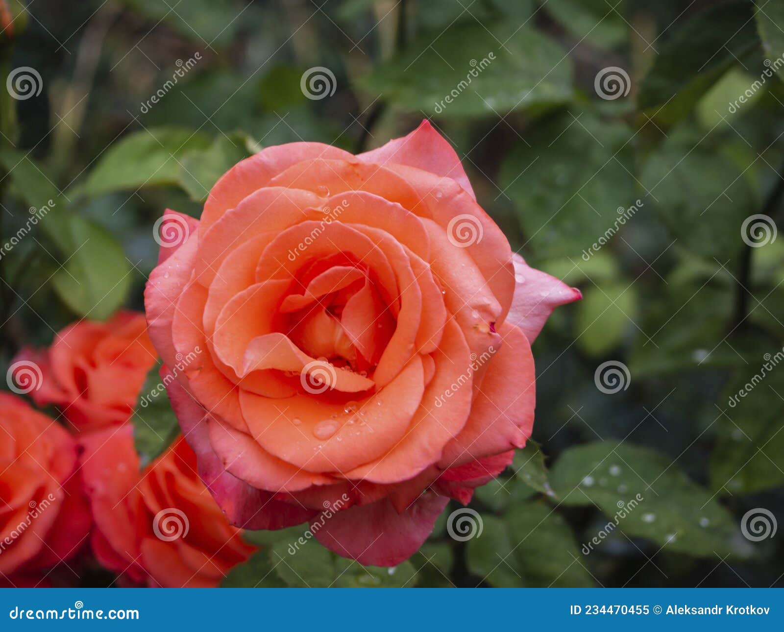Close-up of a Red Rose with Raindrops Blooming Outdoors Top View ...