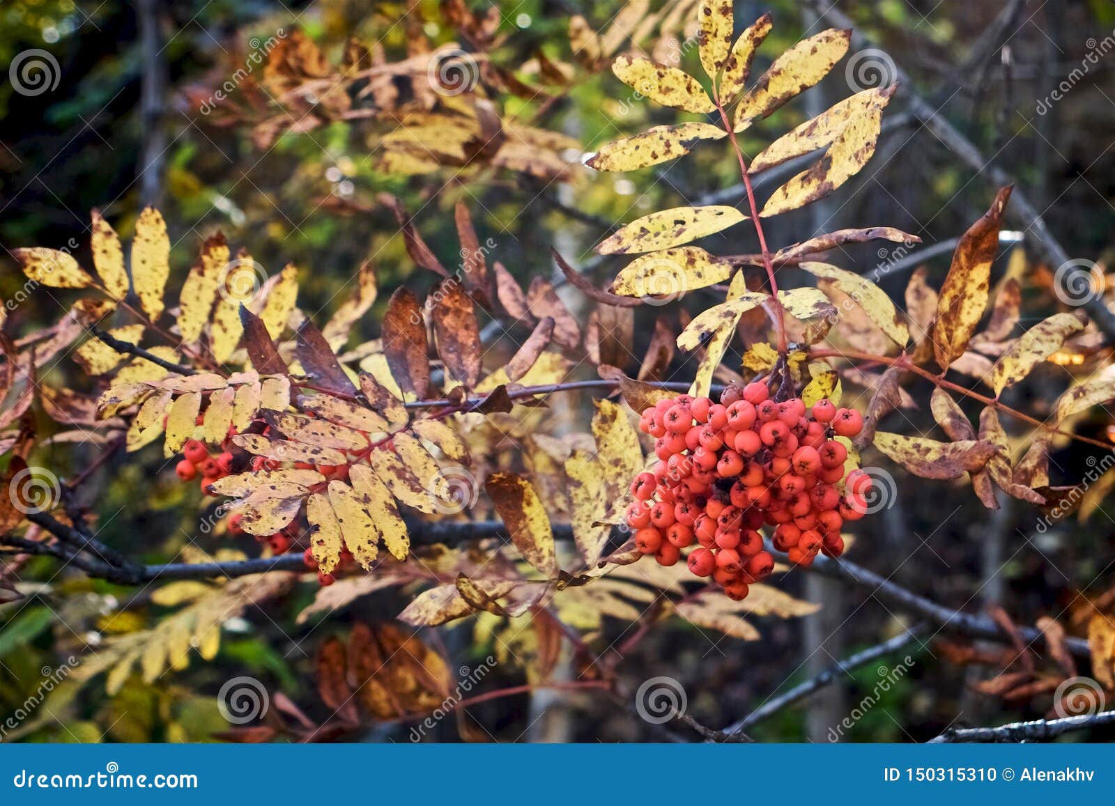 Red Rowan Branch on the Background of Autumn Yellow Leaves Stock Photo ...