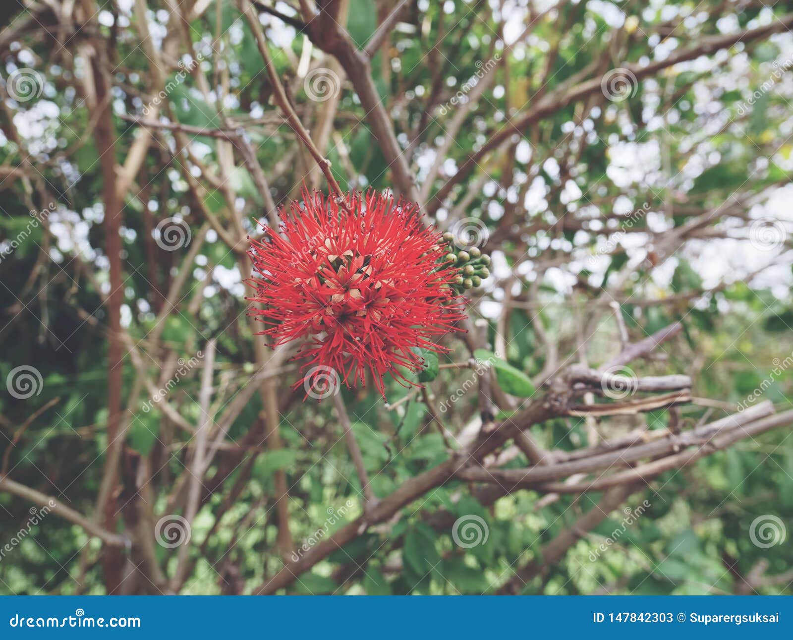 Red Spiky Flowering Plant with Selective Focus Stock Image Image of