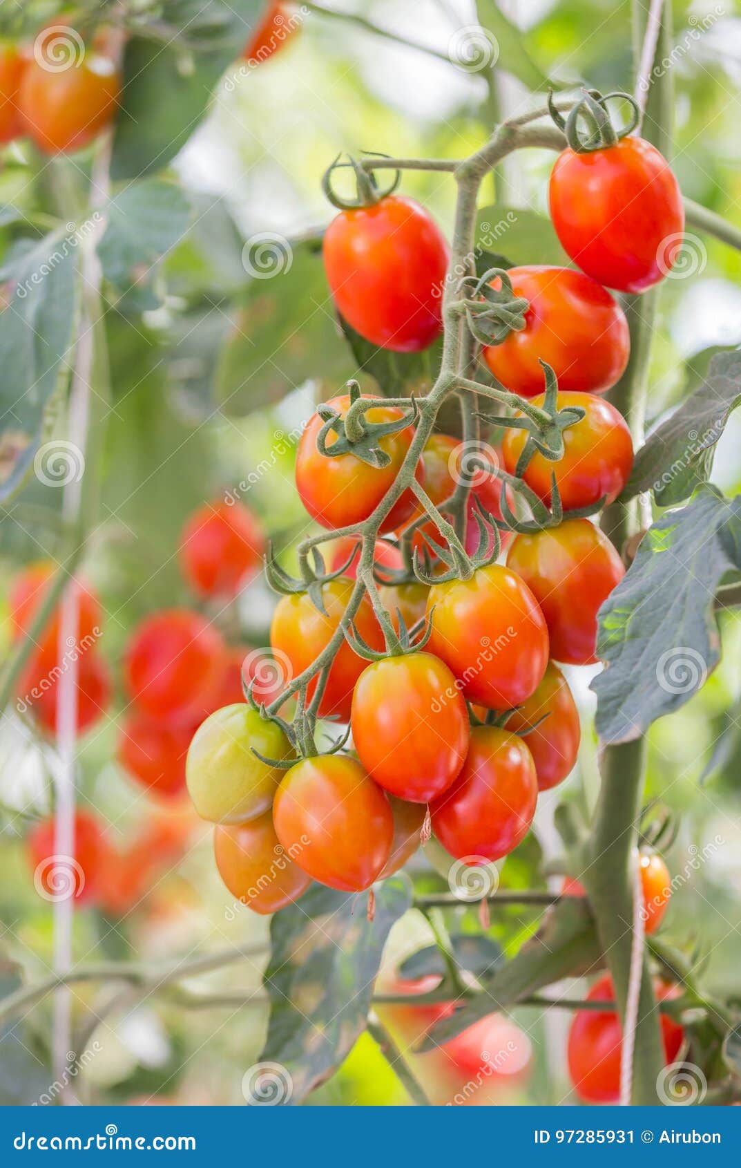 Close Up Red Tomatoes Growing in Garden Stock Image Image of fruit