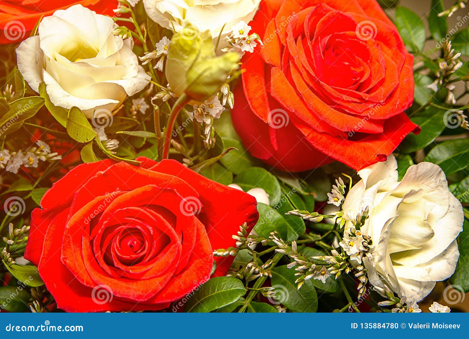 Close Up Red and White Roses with Green Grass Texture Stock Photo ...