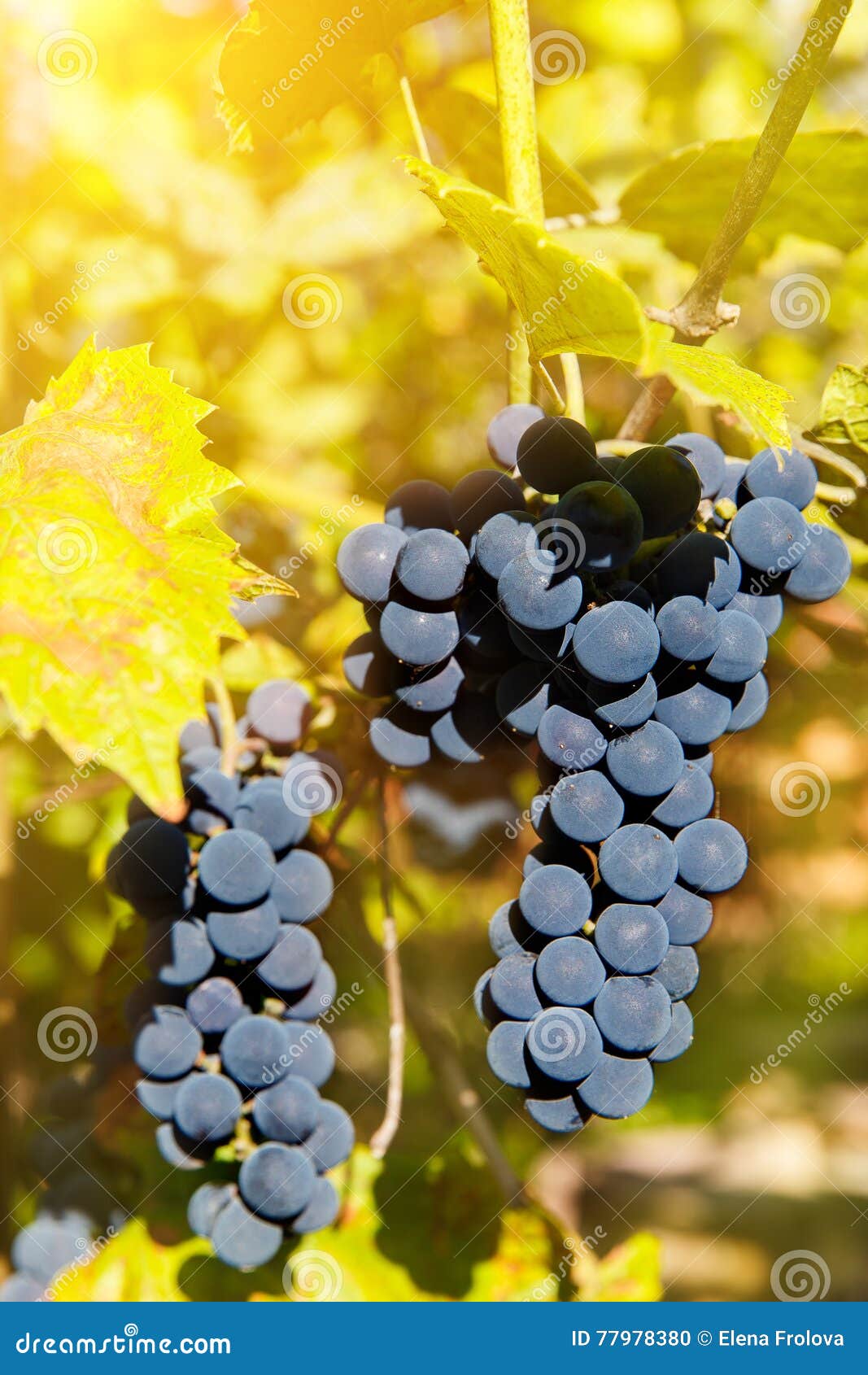 Close Up of Red Wine Grapes Hanging on the Vine in the Afternoon Stock