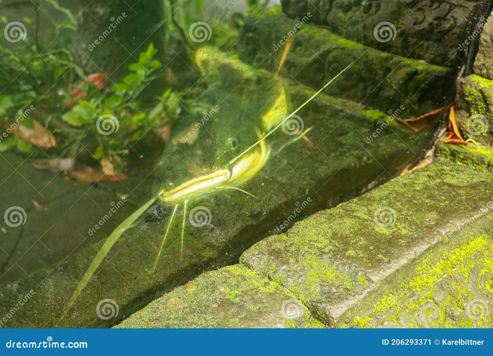 Red Tailed Catfish swimming in water -- Phractocephalus