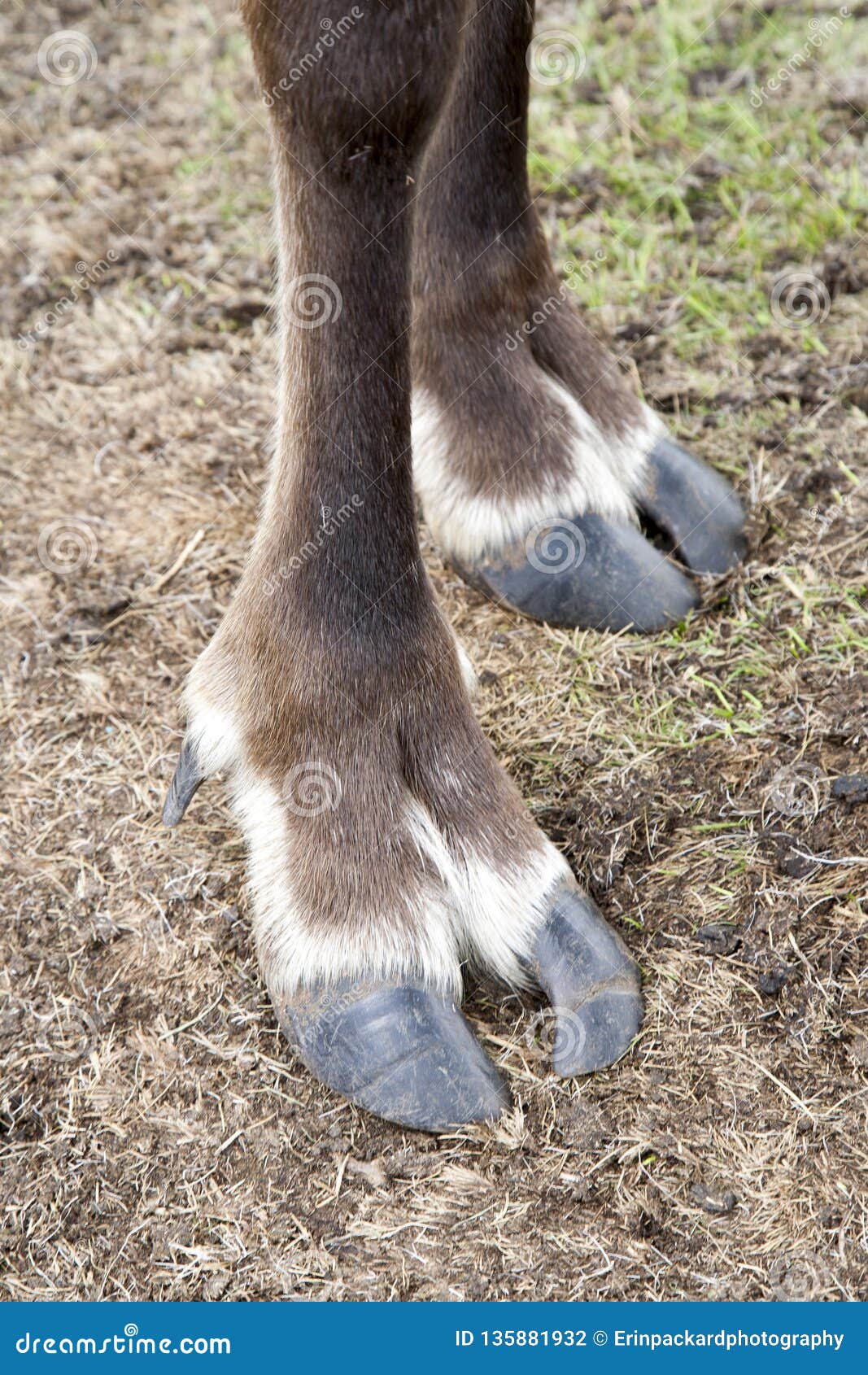close up of a reindeers hooves