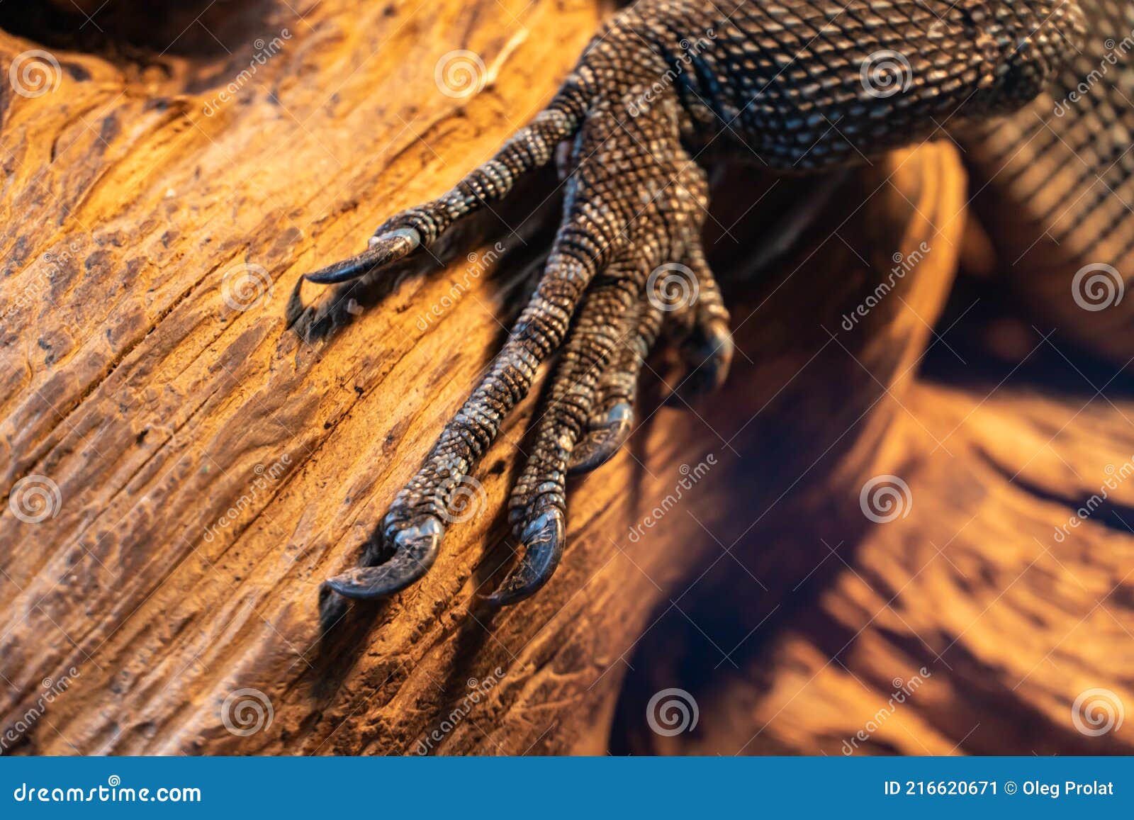 Kvittering Metafor Alle slags 155 Gecko Paw Photos - Free & Royalty-Free Stock Photos from Dreamstime