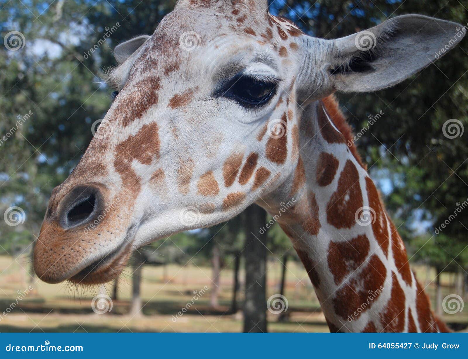 Close-up Reticulated Giraffe Stock Image - Image of close, spots: 64055427
