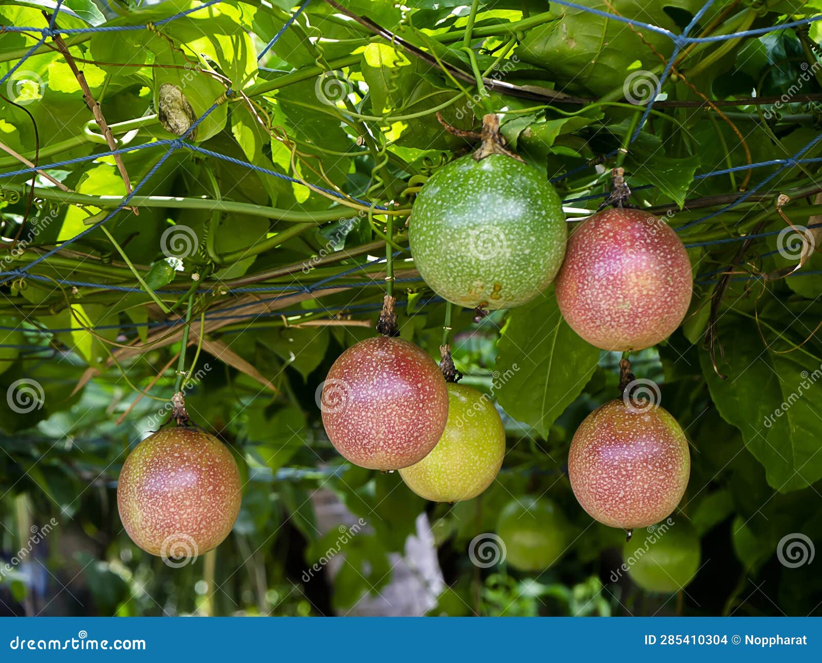 Close Up Rip and Raw of Passion Fruit on Tree Stock Photo Image of