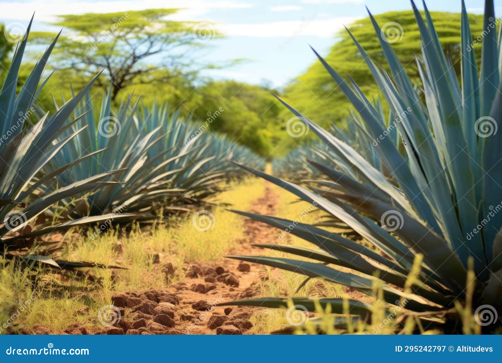 Closeup of Ripe Blue Agave Plants Ready for Harvest Stock Image