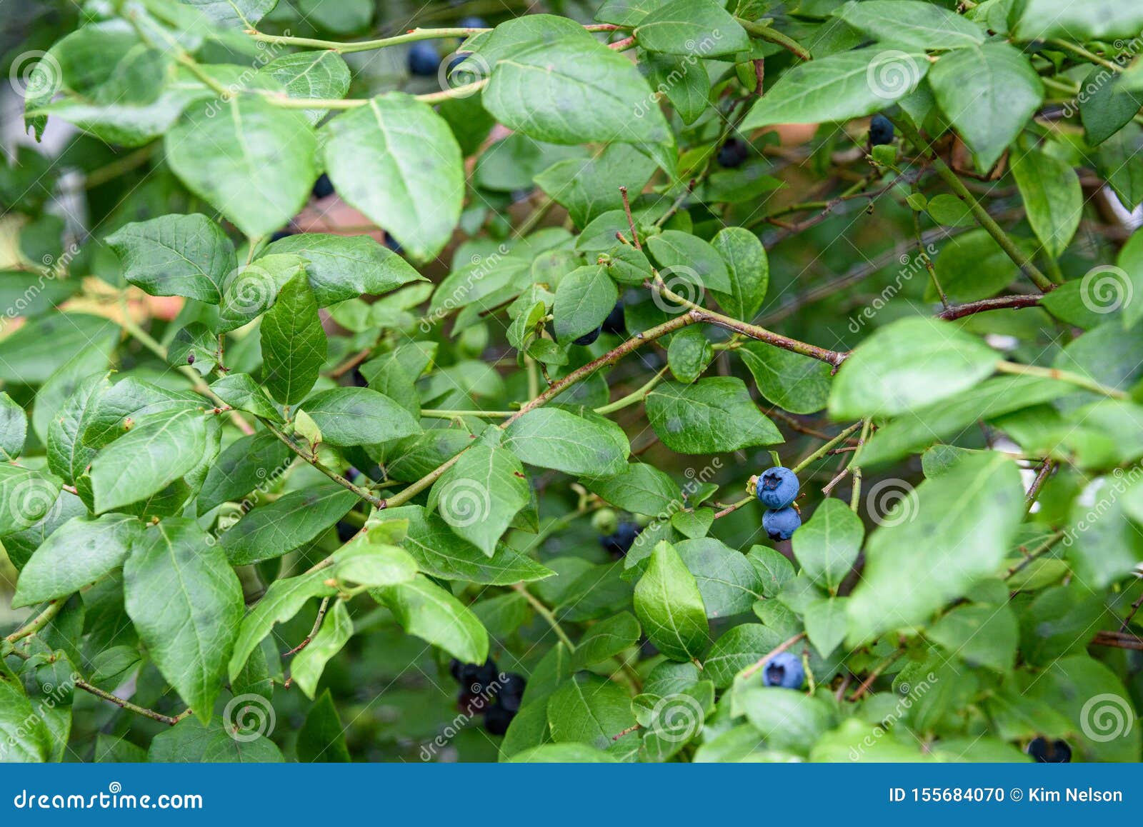 Close Up of Ripe Blueberries Growing on a Blueberry Bush Stock Photo
