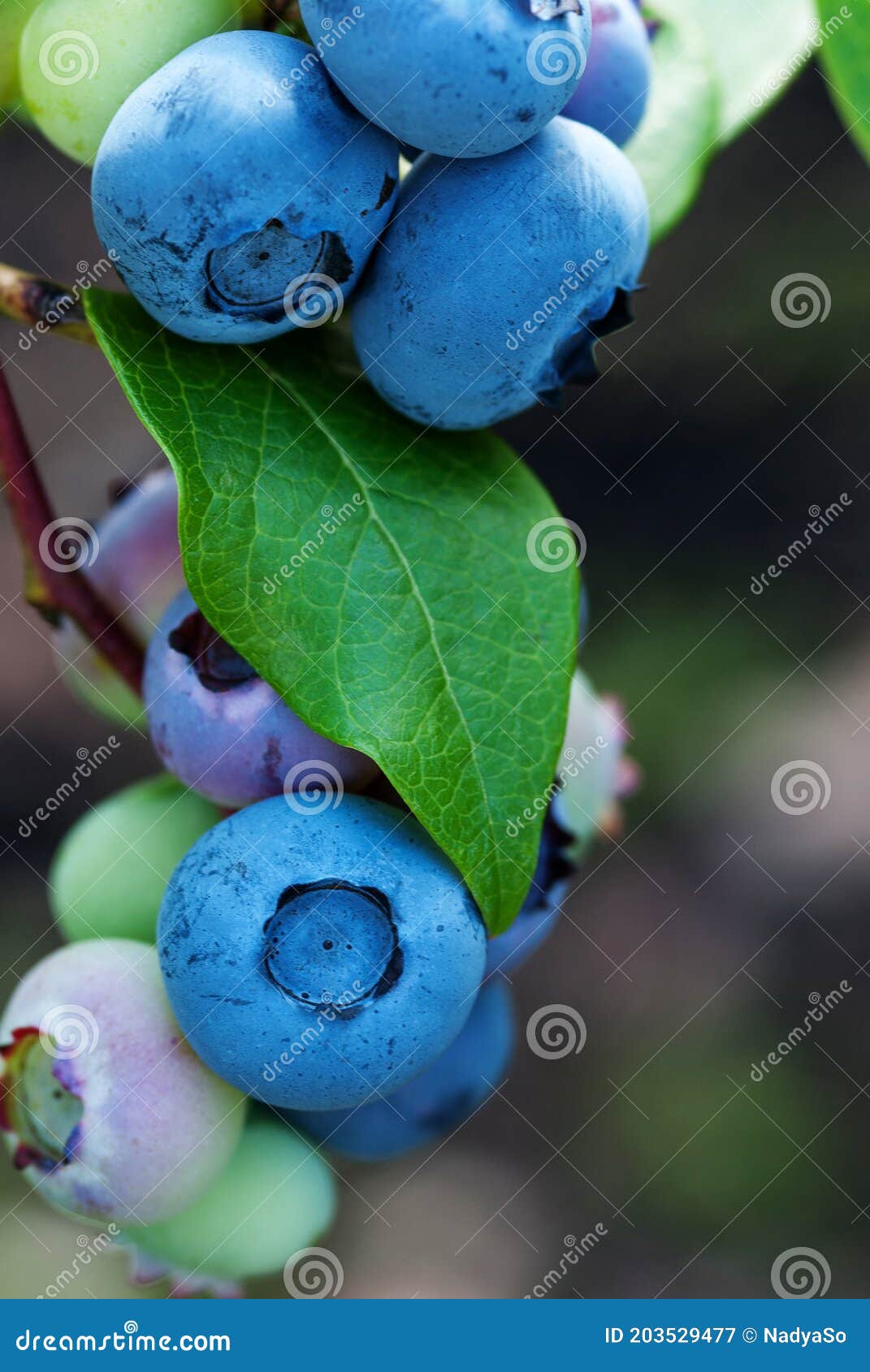 Close Up of Ripe Blueberries, Vertical Shot Stock Image Image of ripe