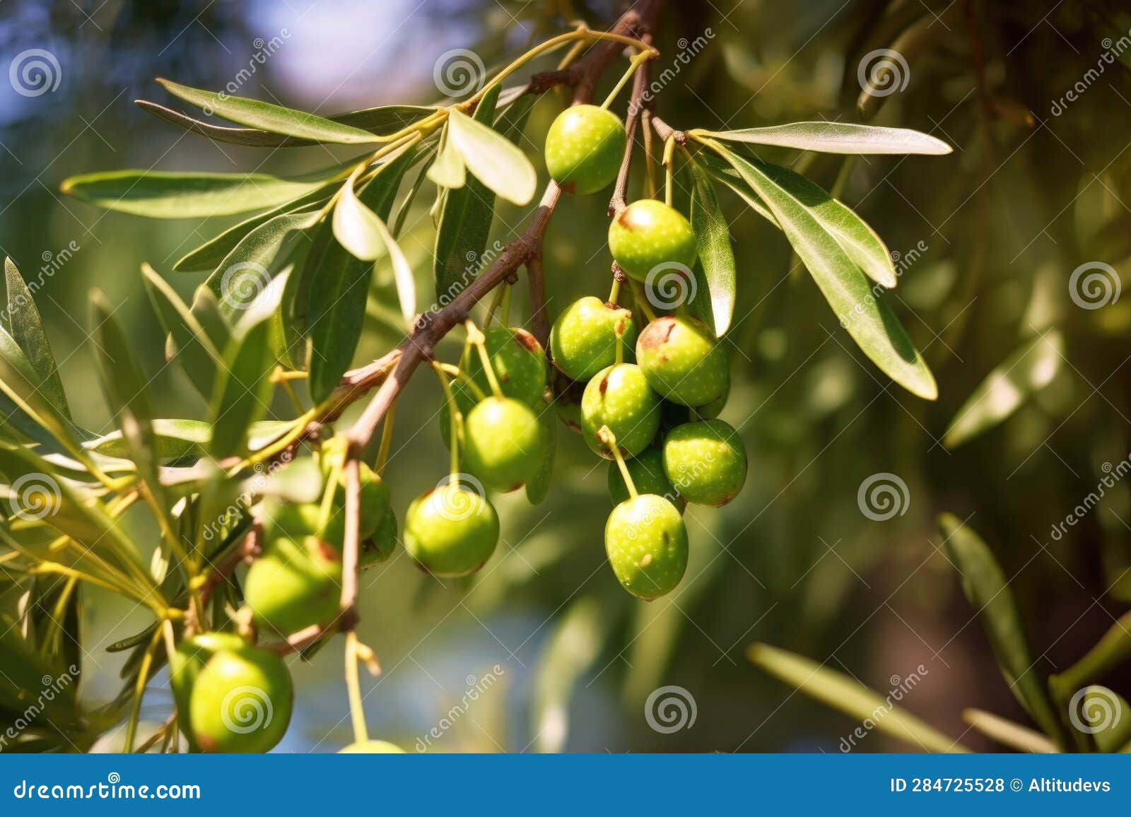 Closeup of Ripe Olives on Tree Branch in Sunlight Stock Photo Image