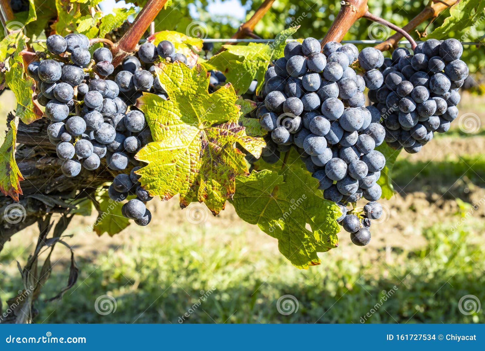 close-up of ripen merlot red wine grapes #2