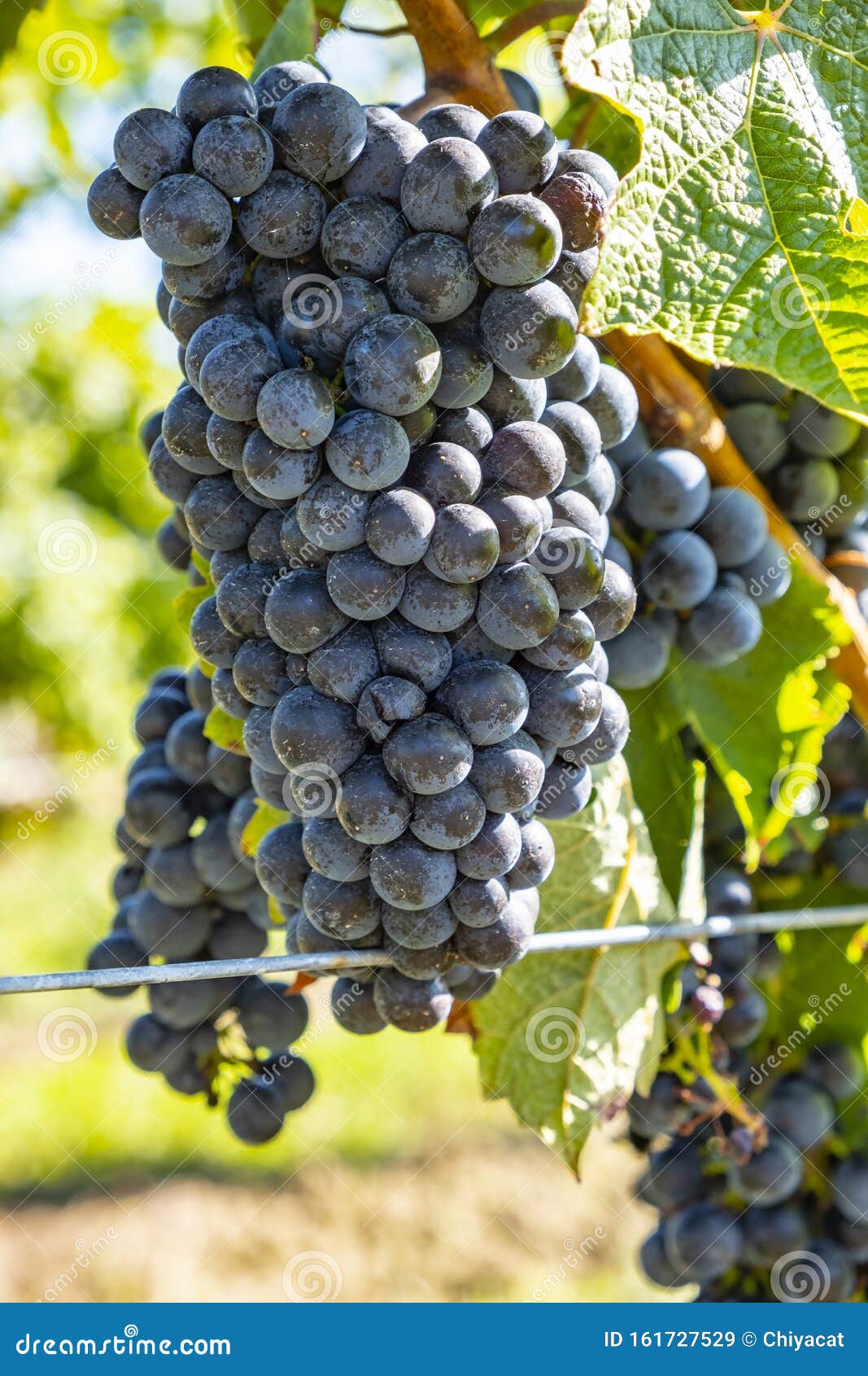 close-up of ripen merlot red wine grapes  3