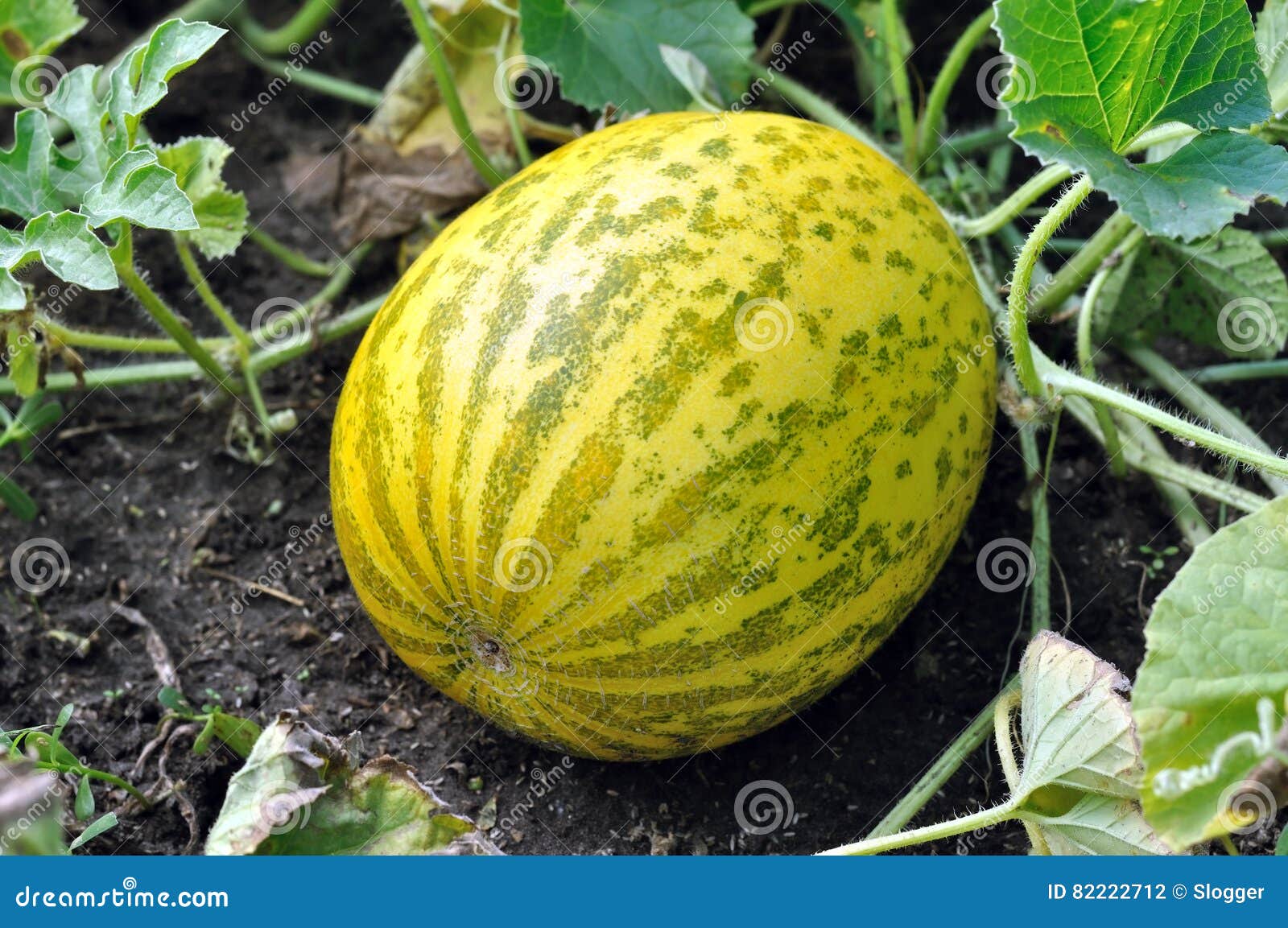 Closeup of of Ripening Melon Stock Photo Image of growth, plantation