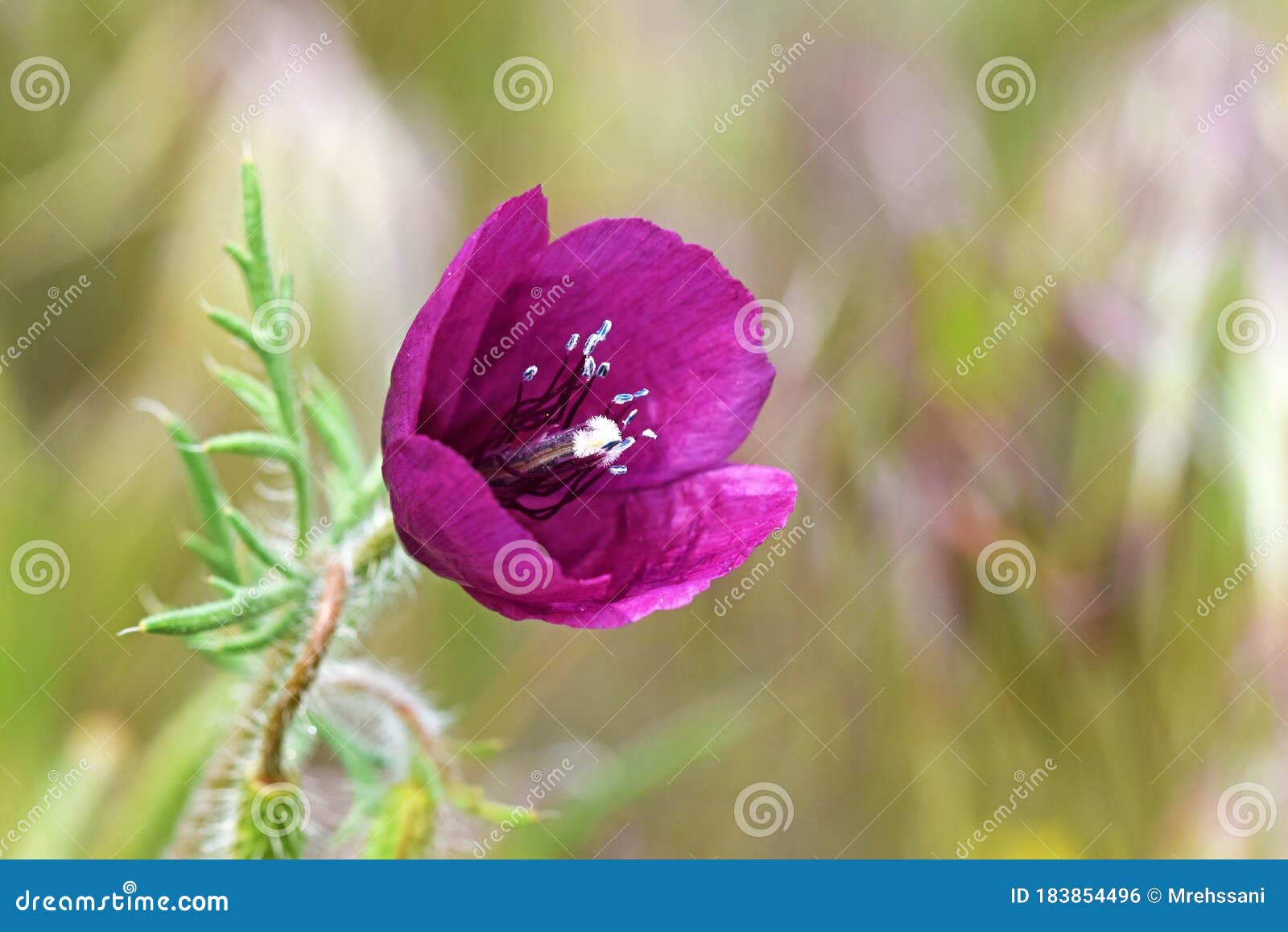 roemeria hybrida flower in wild